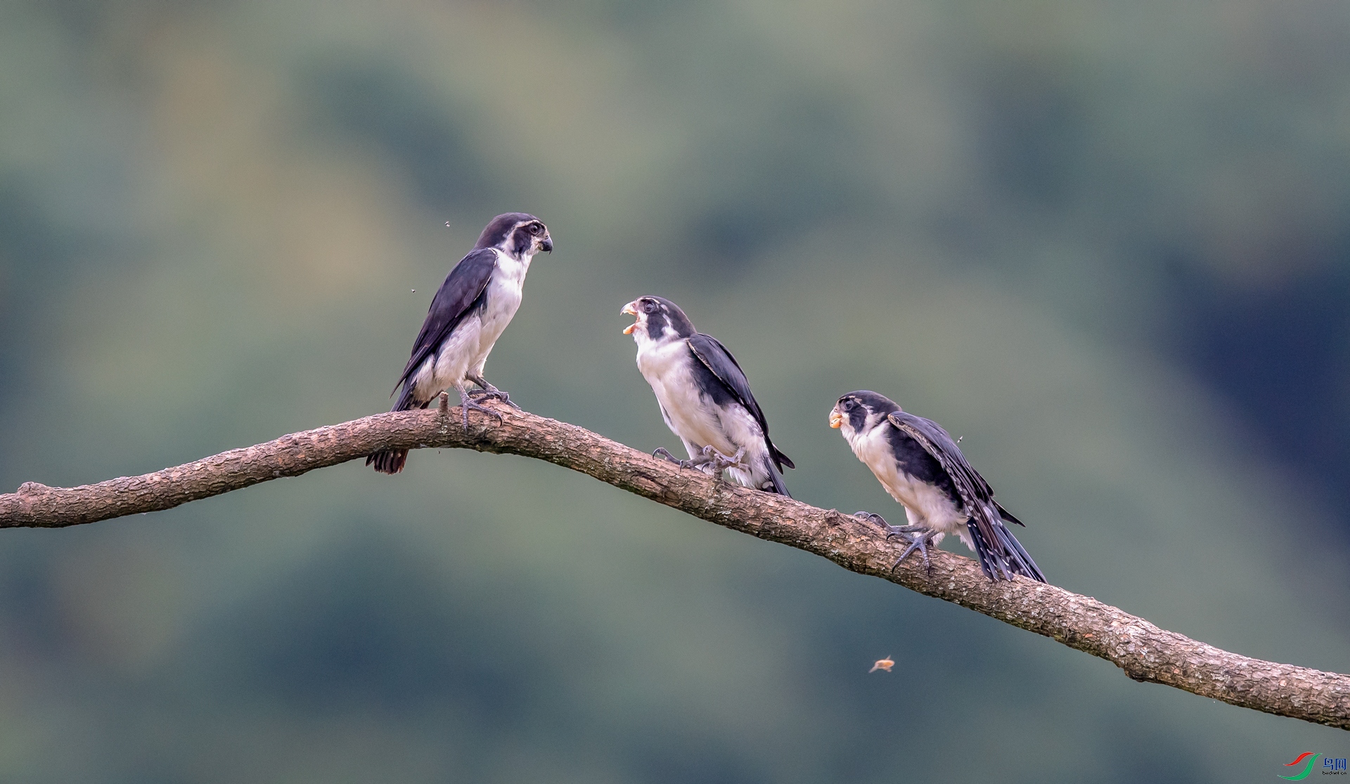 DSC_����С�� - ���� (2).jpg