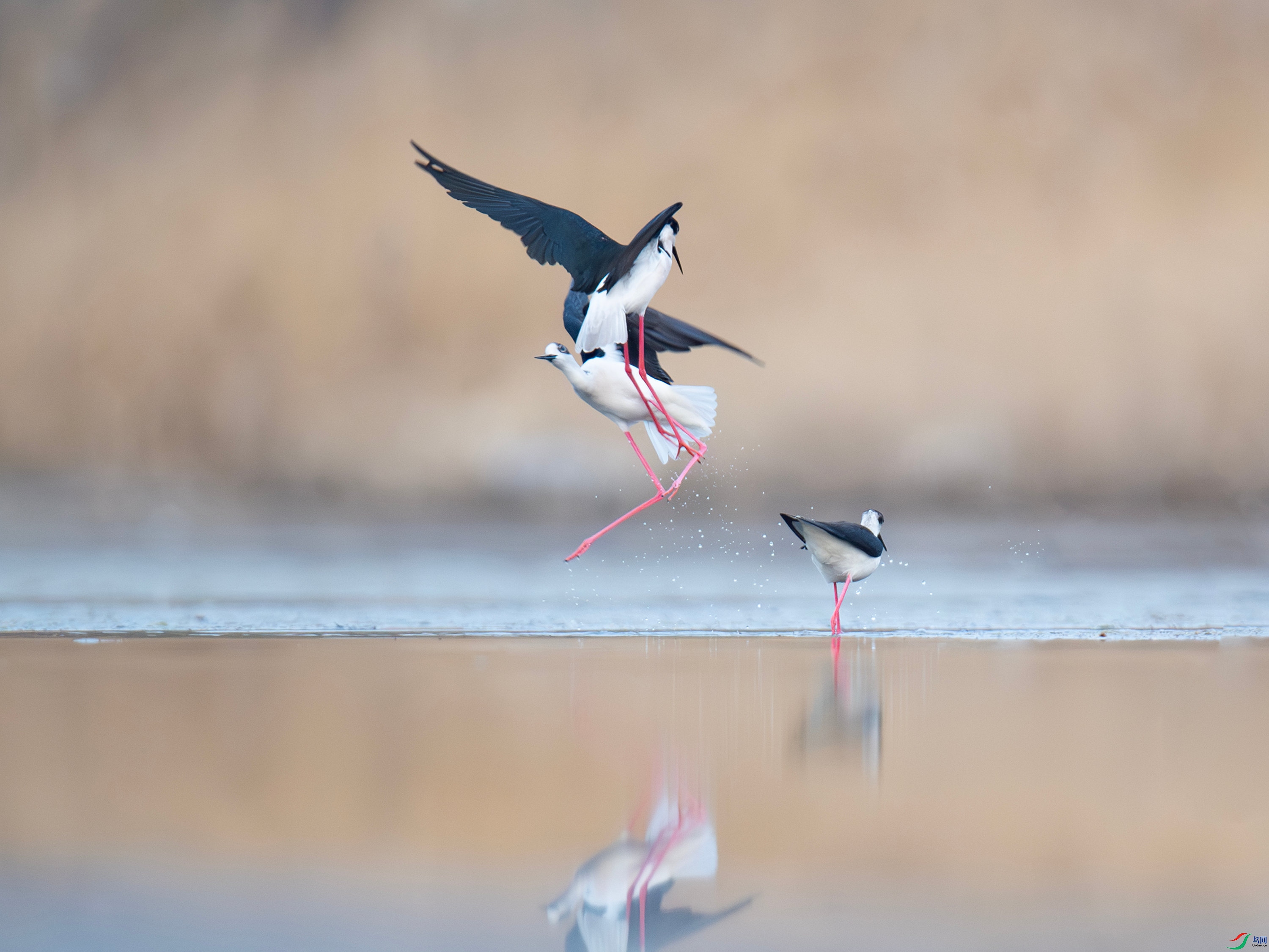 �ڳ᳤���� (8).jpg