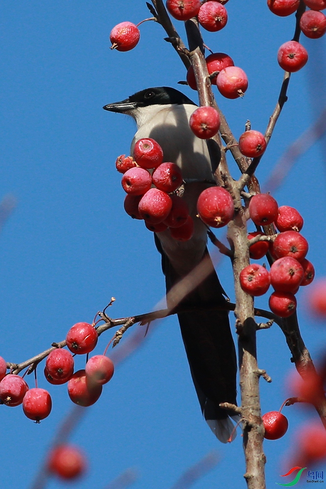 HA2_7737 ����.jpg