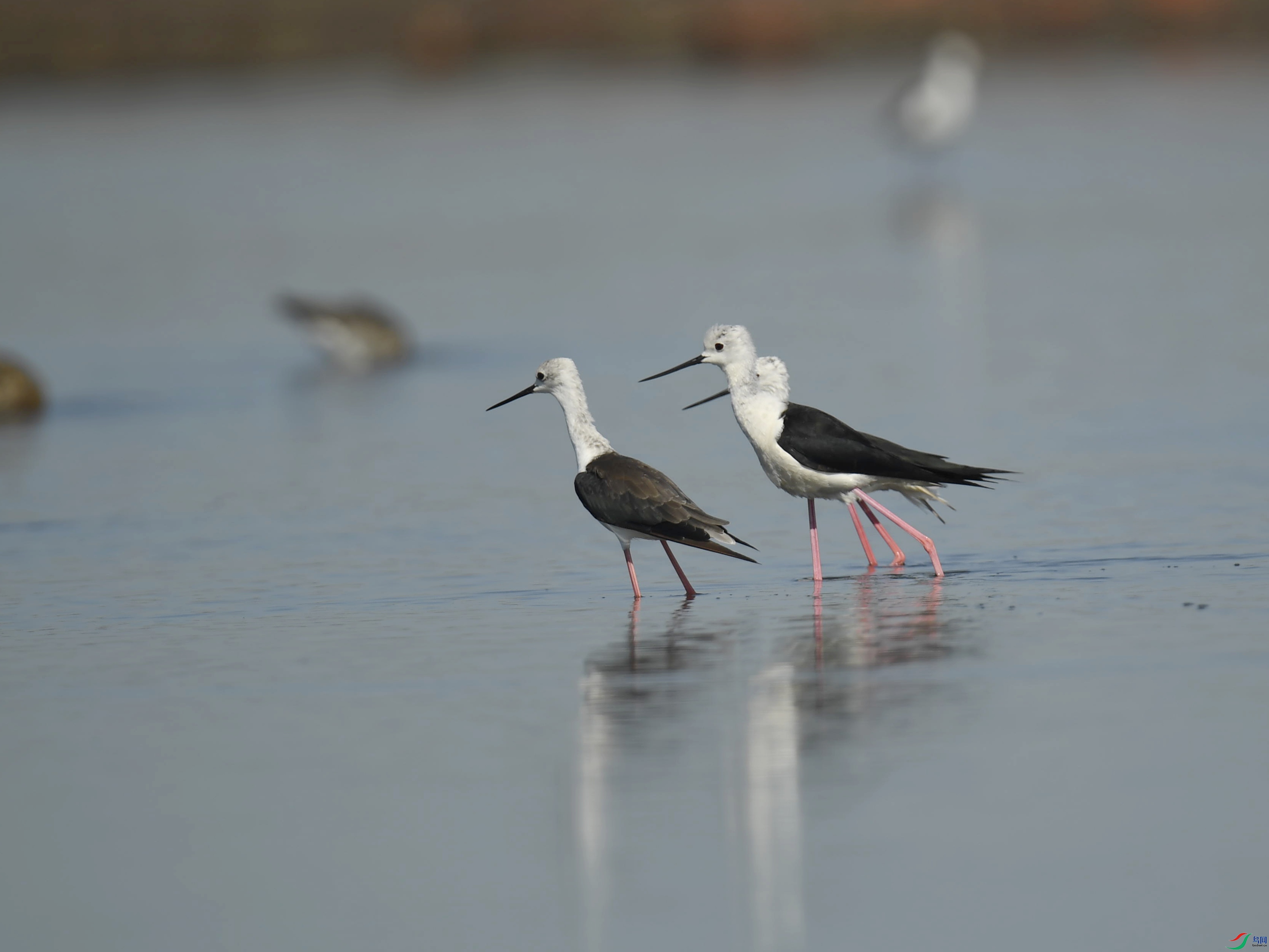 �ڳ᳤���� (18).jpg