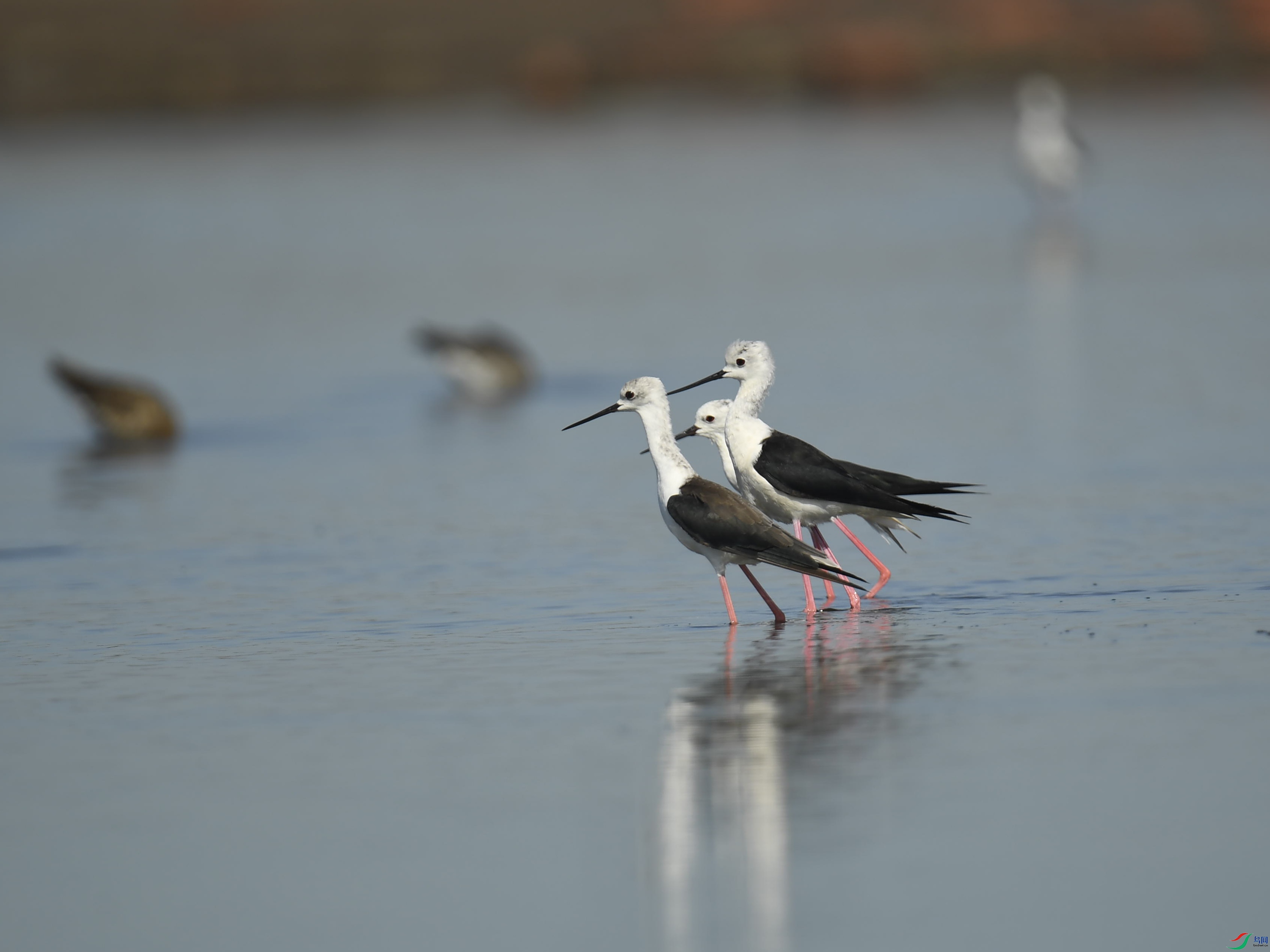 �ڳ᳤���� (19).jpg