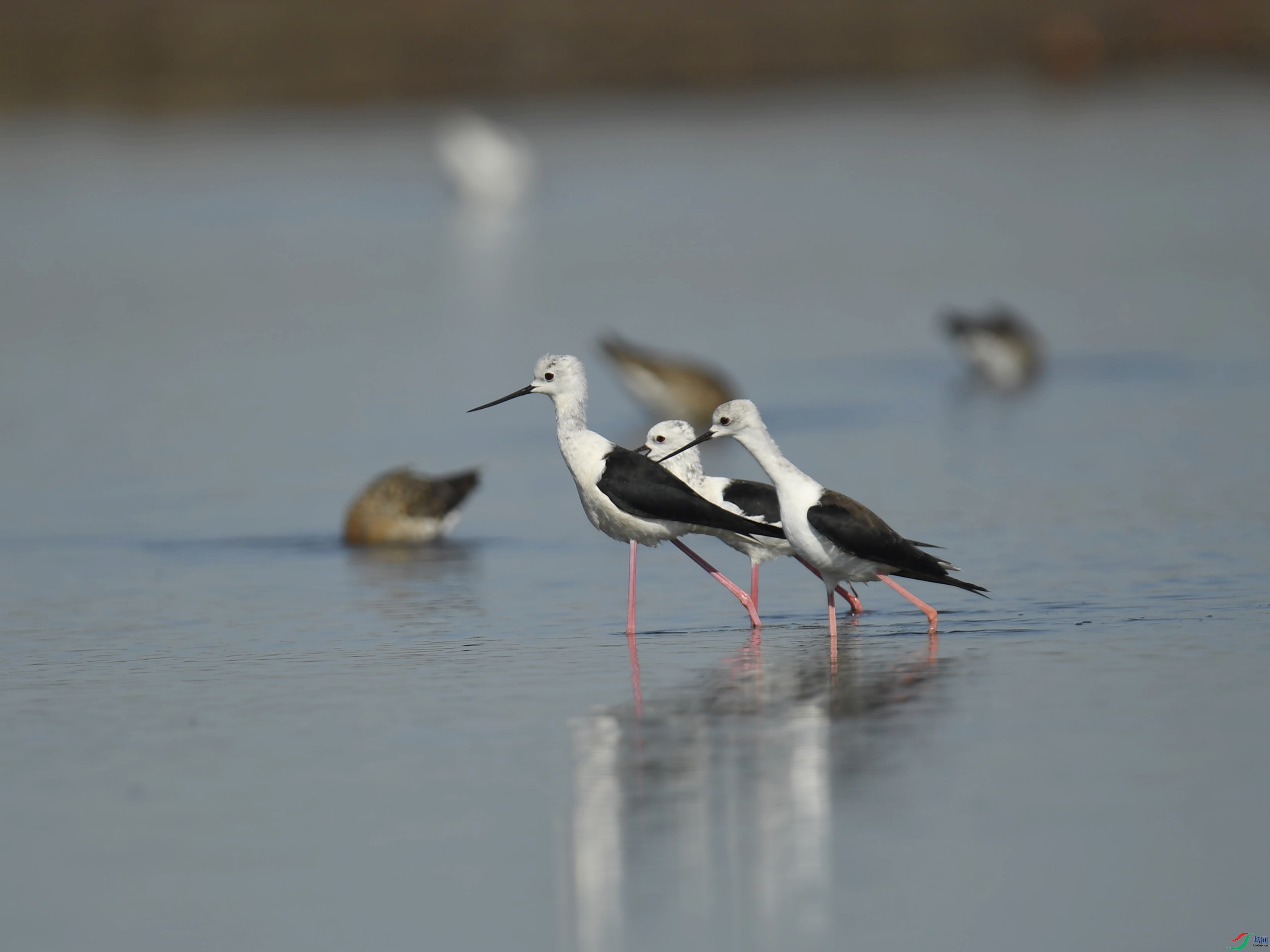 �ڳ᳤���� (22).jpg