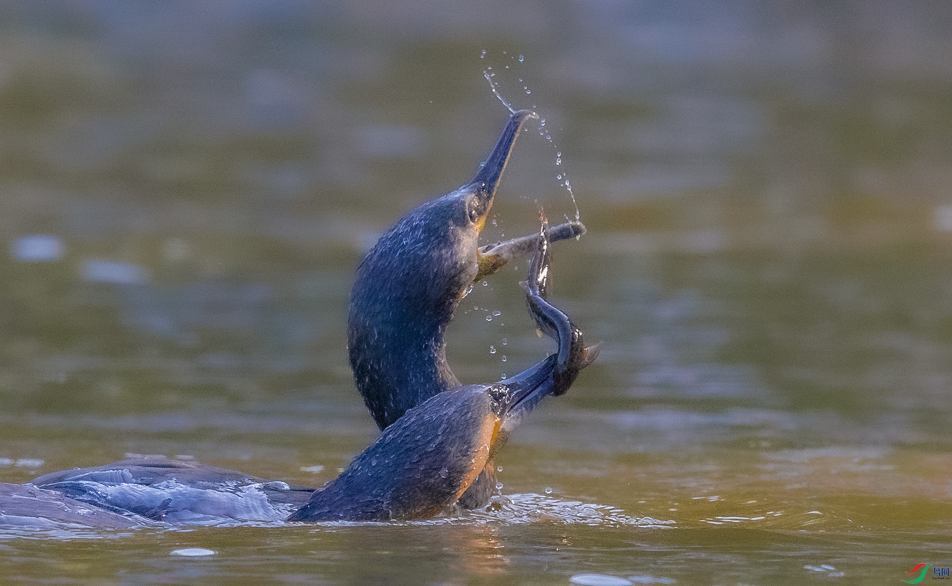 0E8A6795����  03.jpg