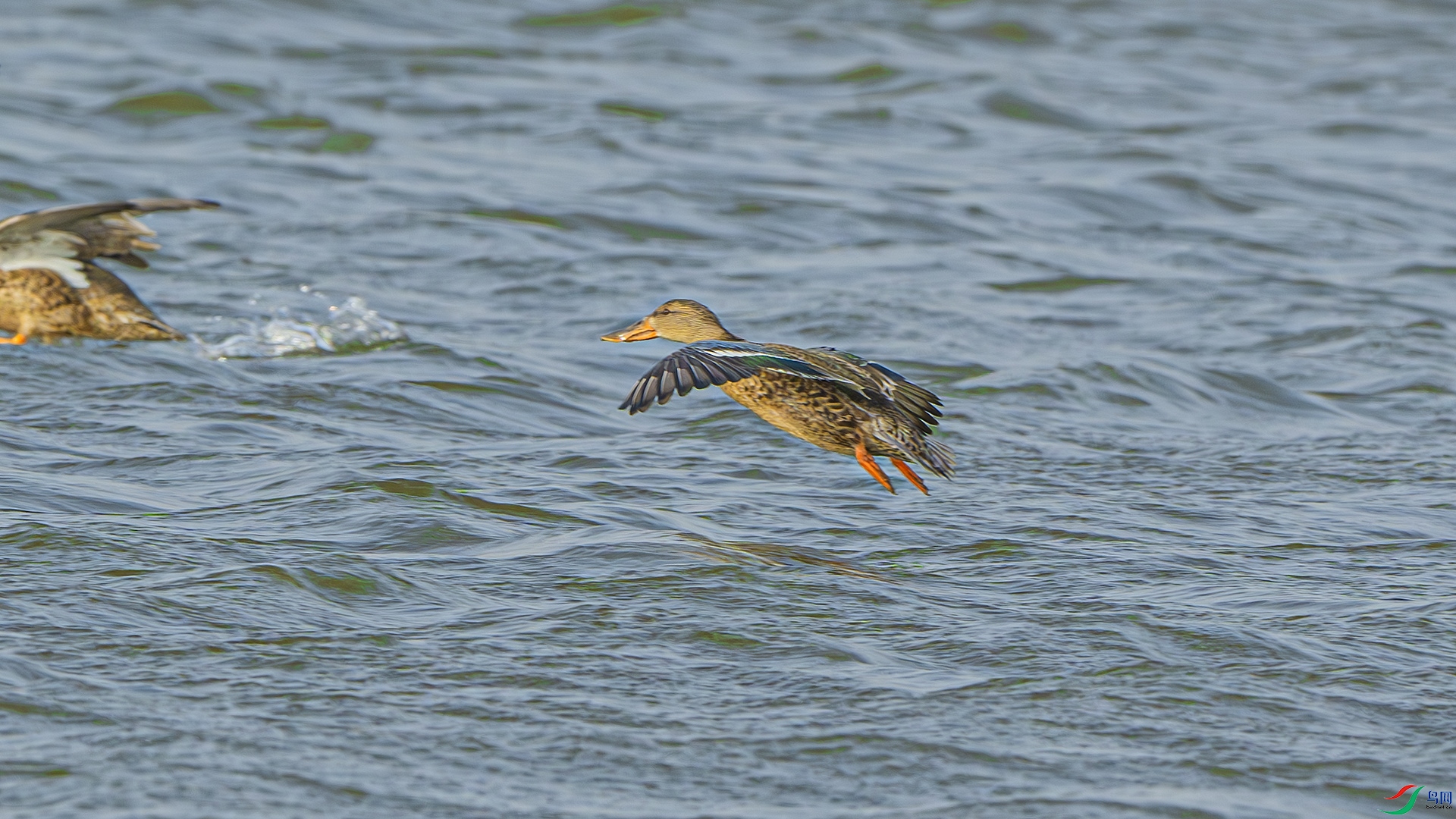 DSC_8423-����ǿ-NR ����.jpg