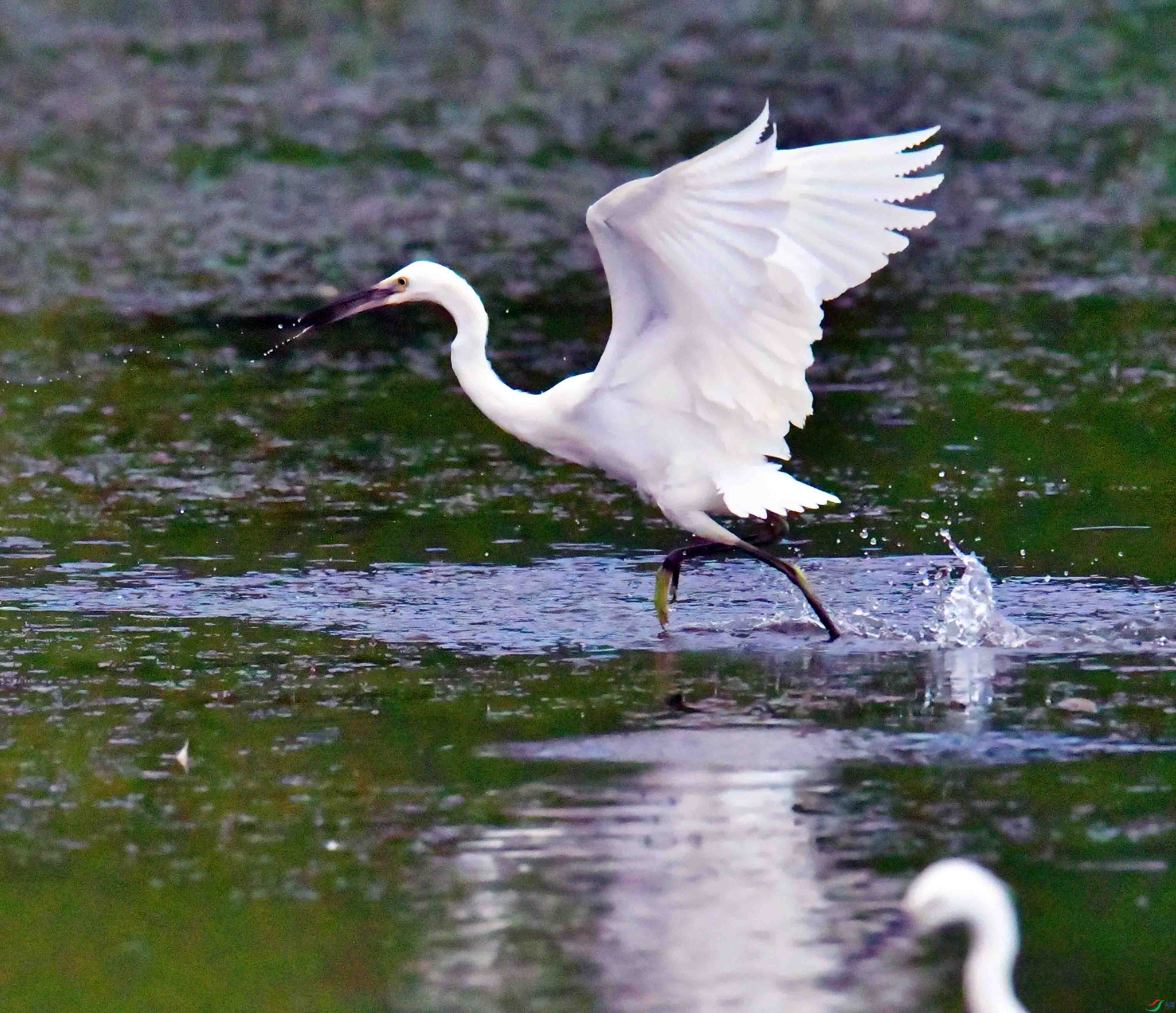 DSC_1089.JPG