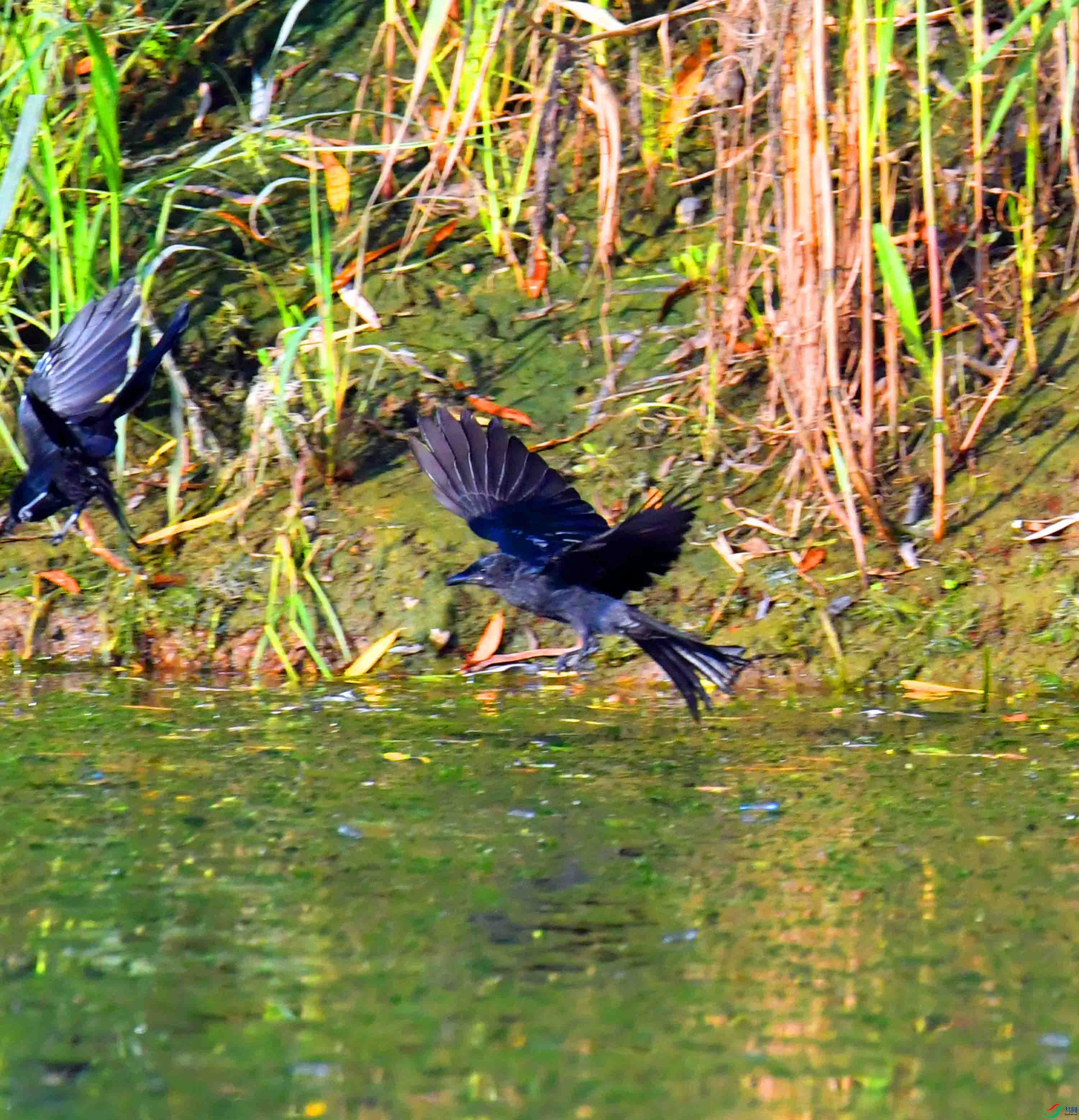 DSC_4768.JPG