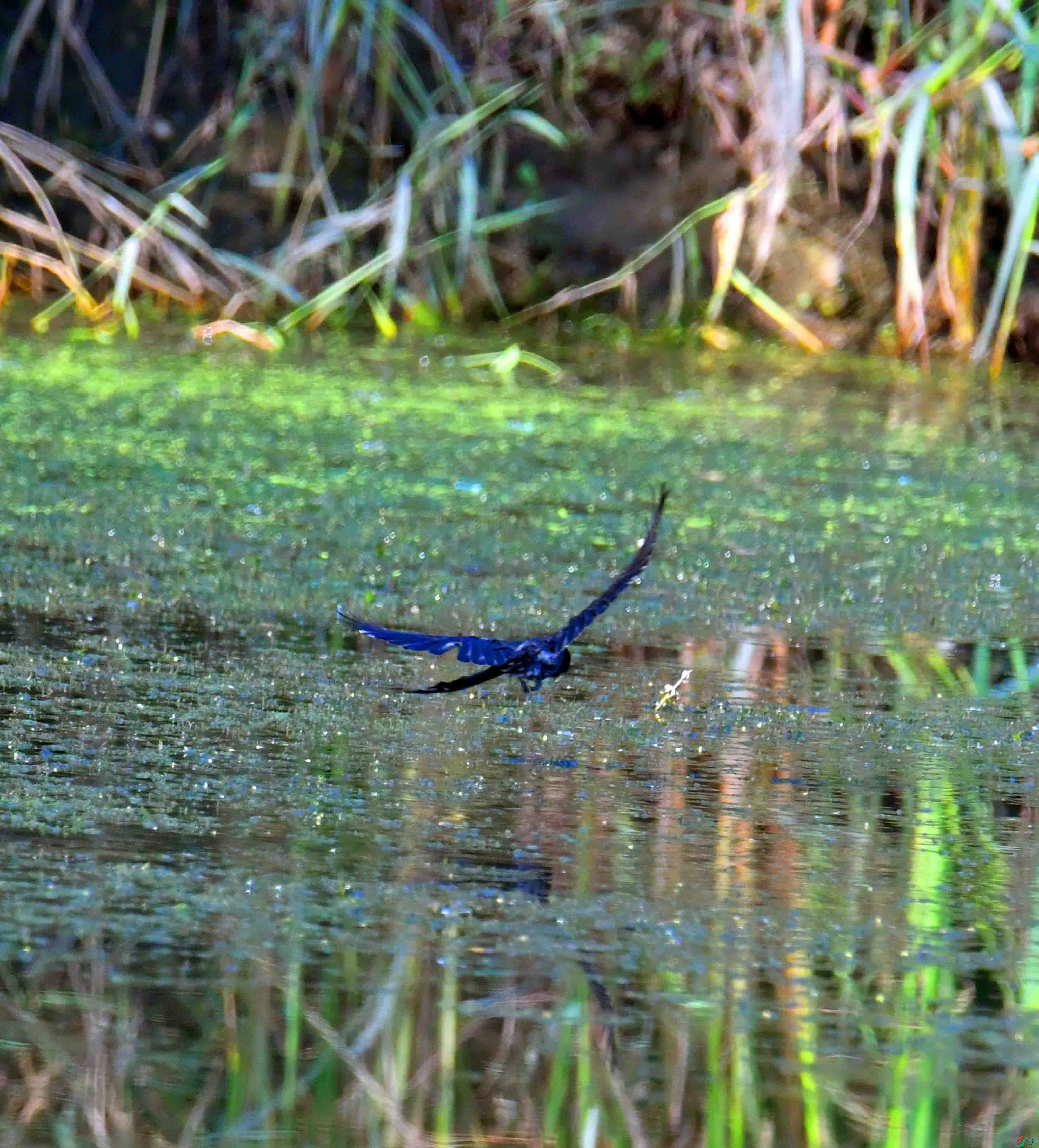 DSC_4787.JPG