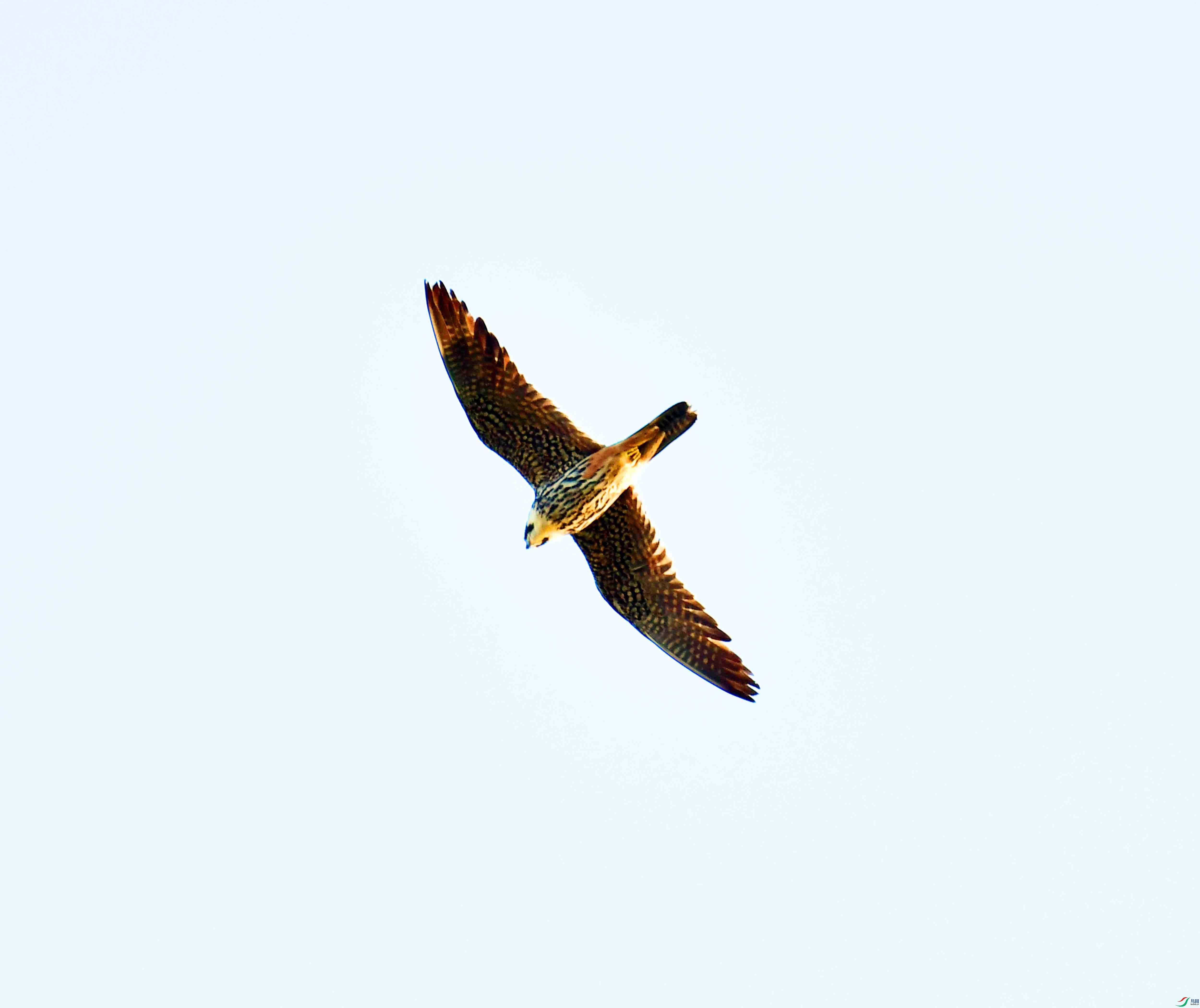 DSC_2097.JPG