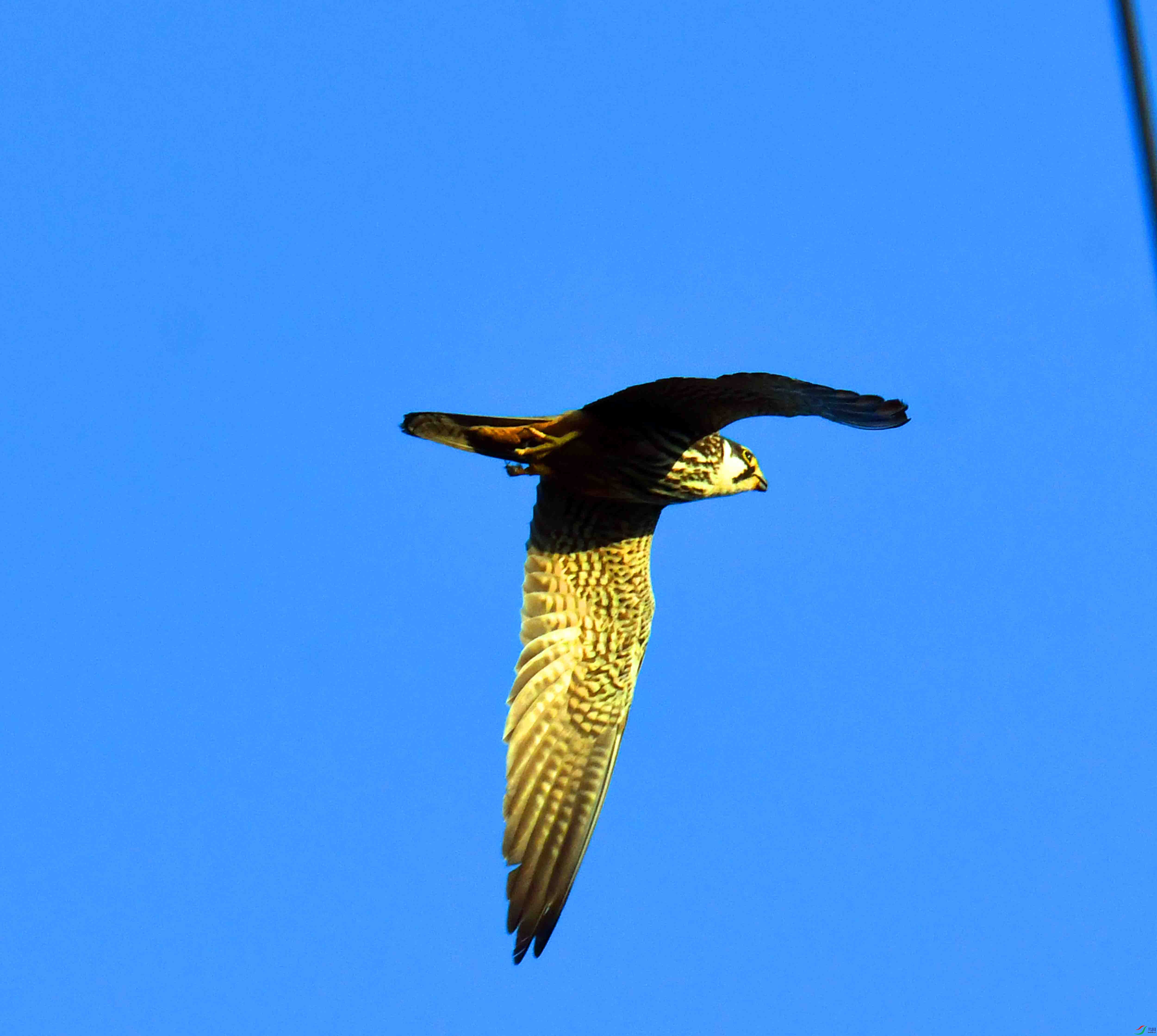 DSC_2110.JPG