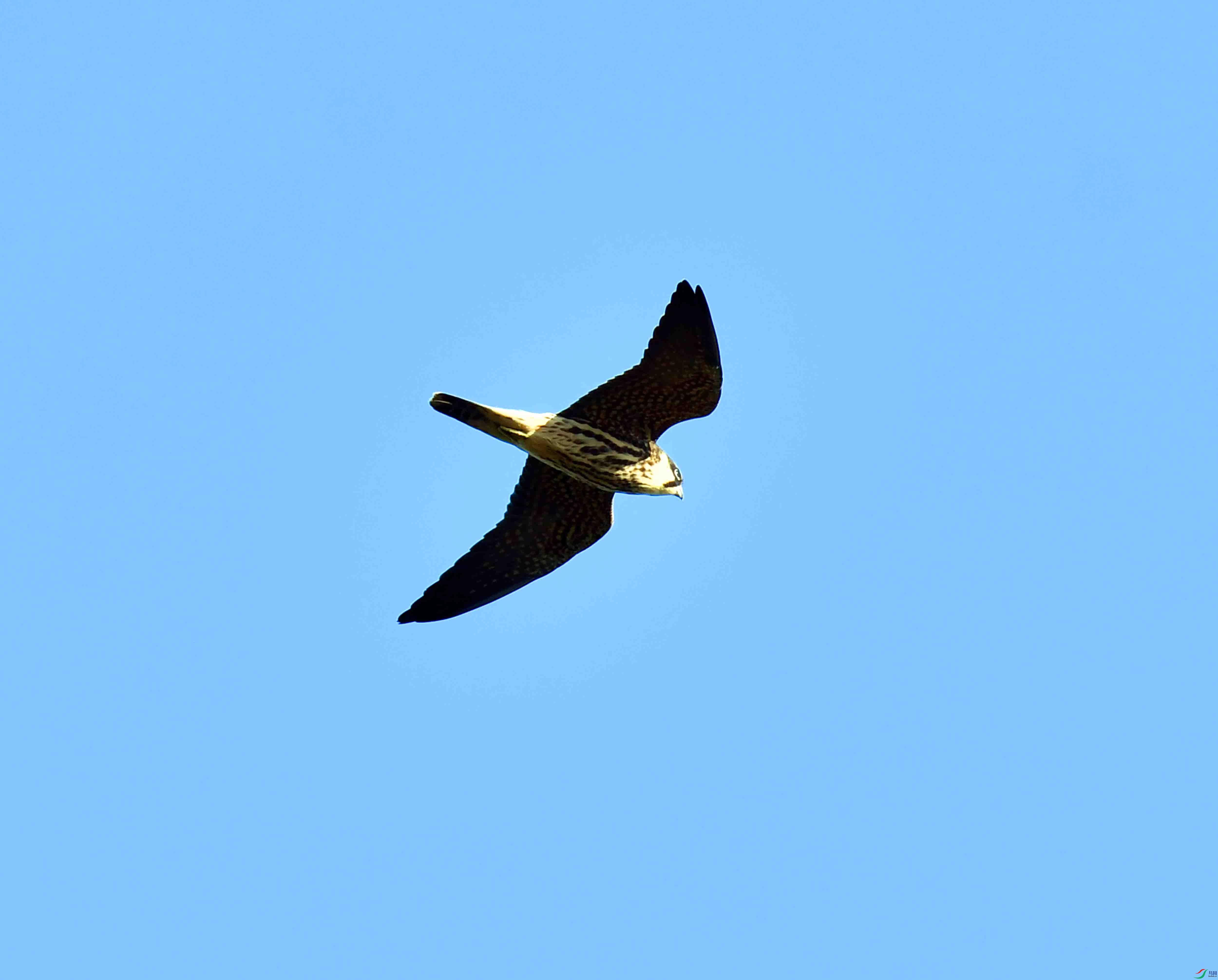 DSC_2126.JPG