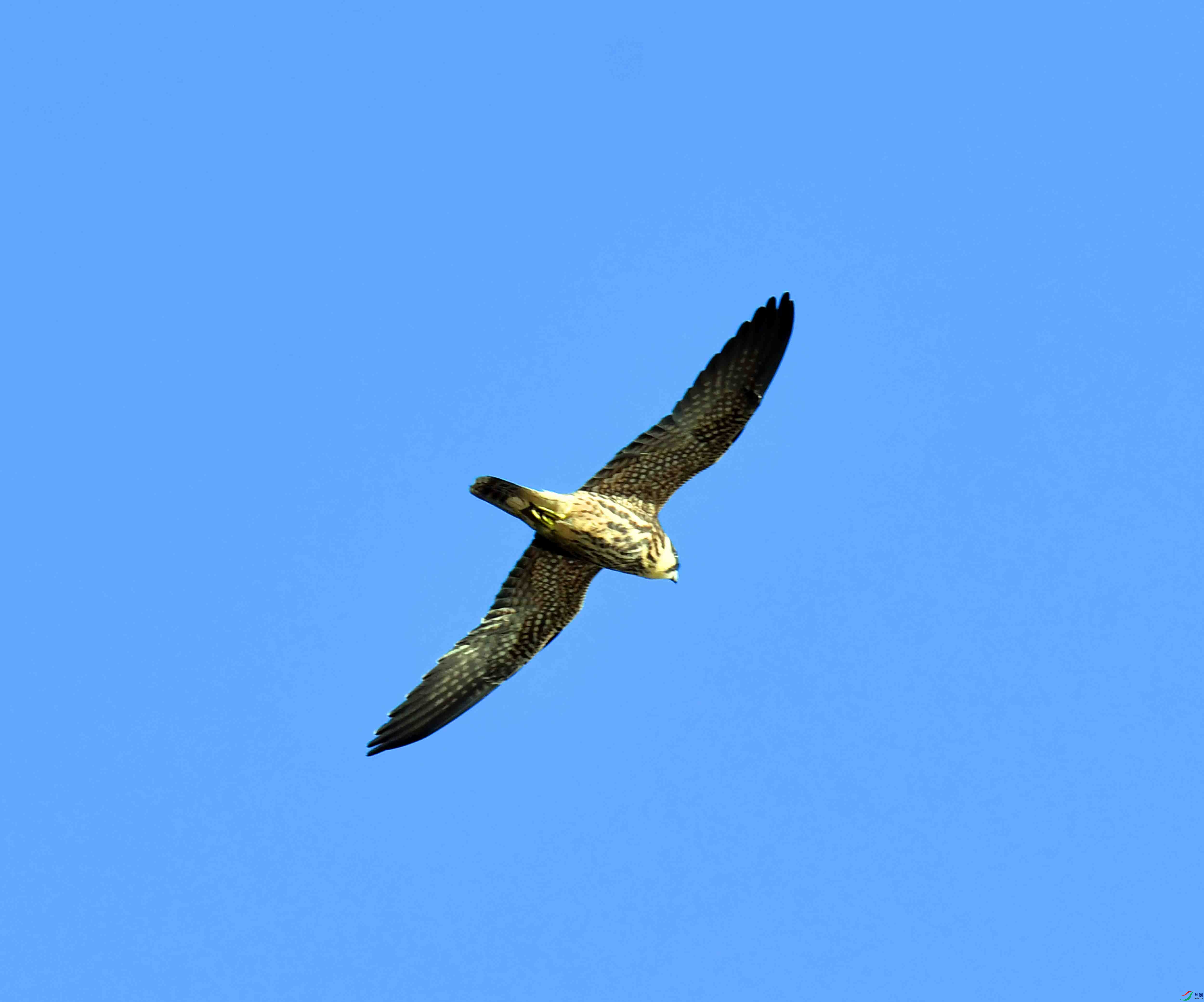DSC_2167.JPG