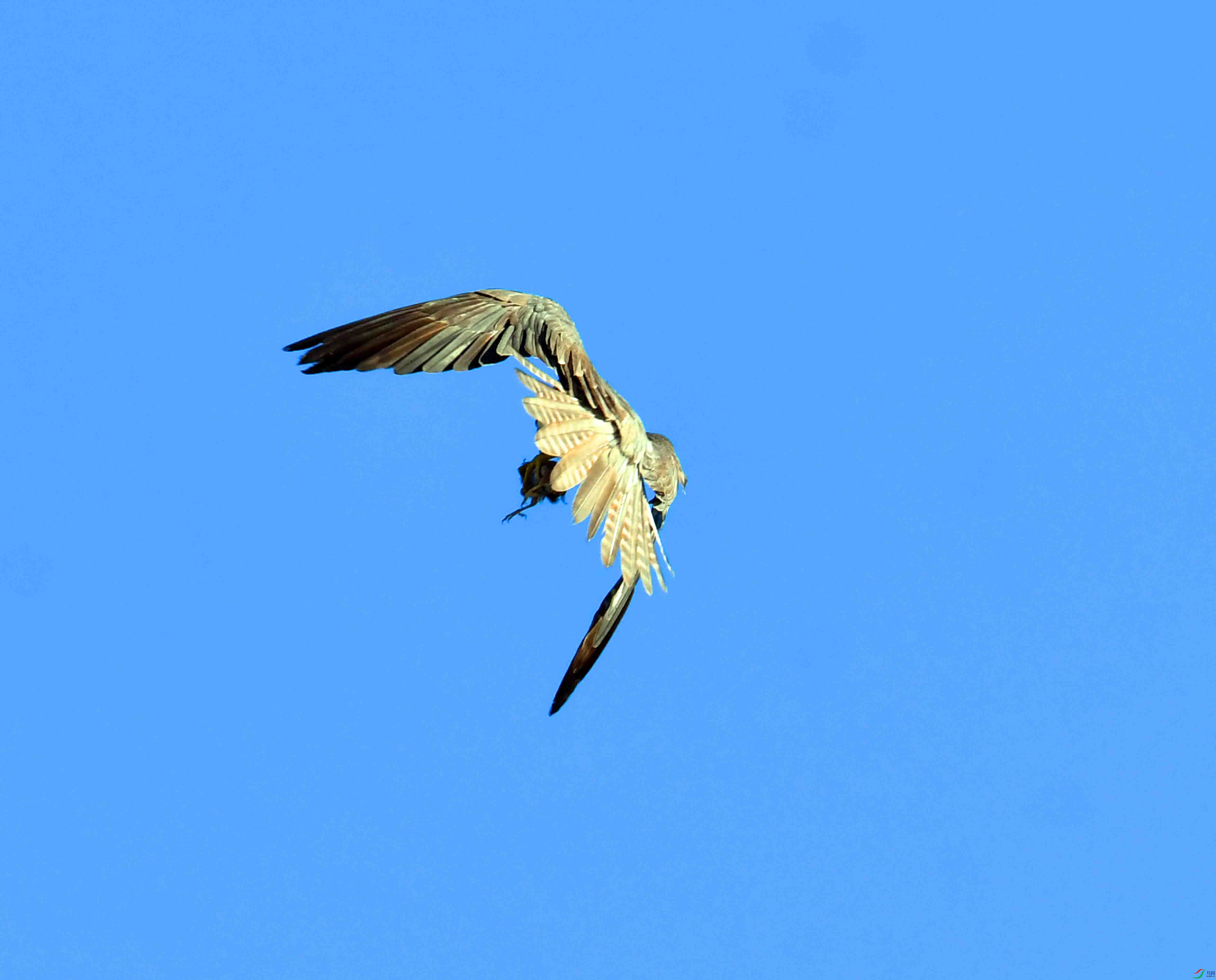 DSC_2172.JPG