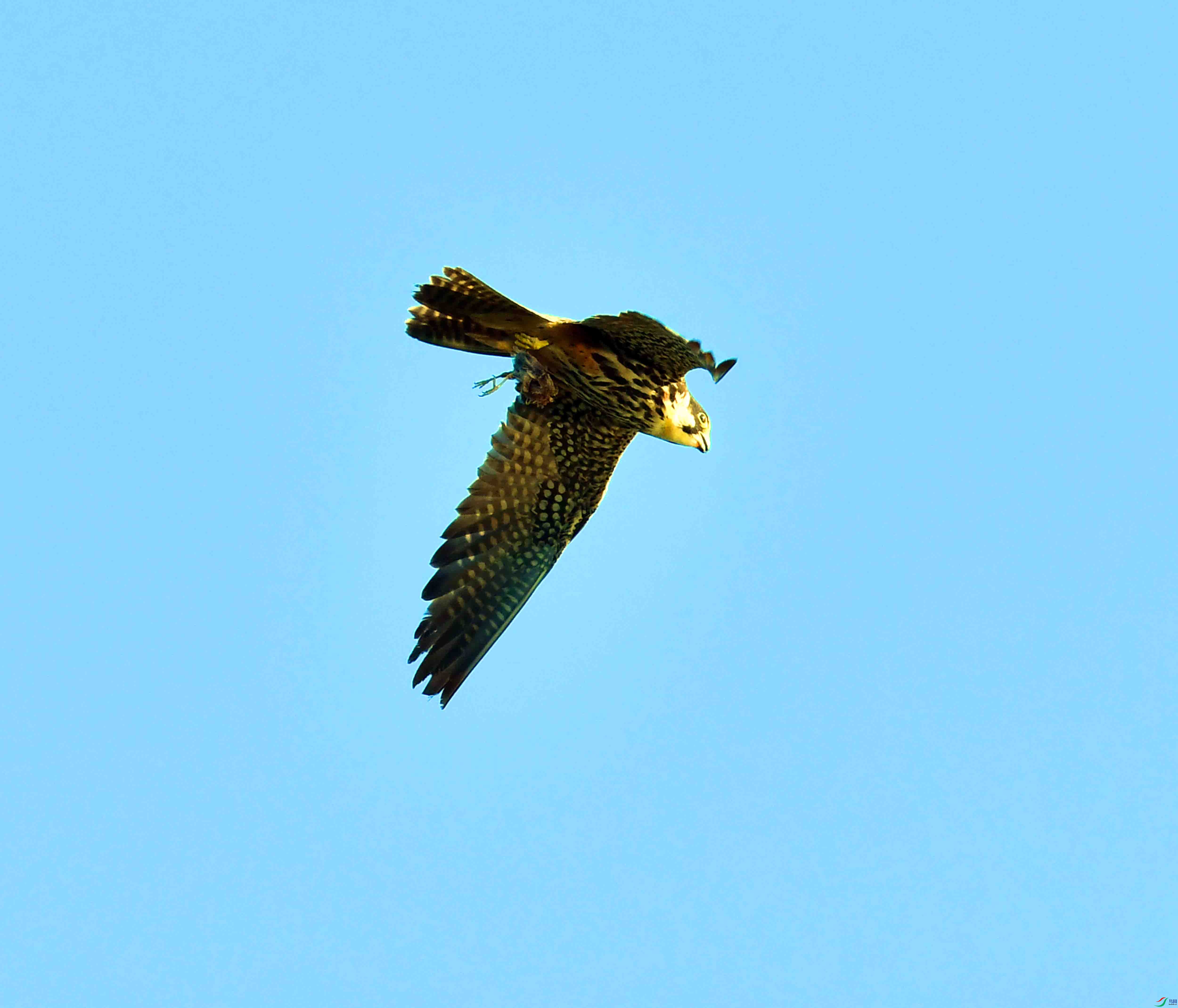 DSC_2178.JPG