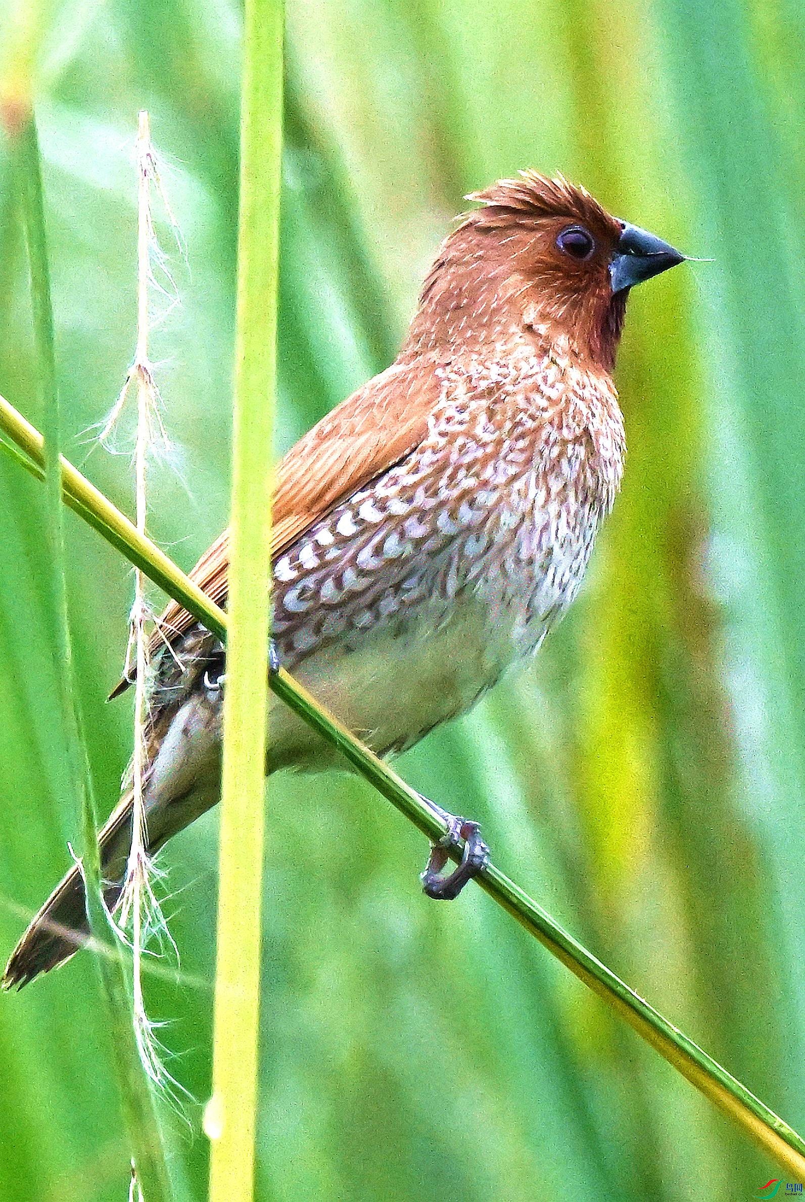 DSC_9806.JPG