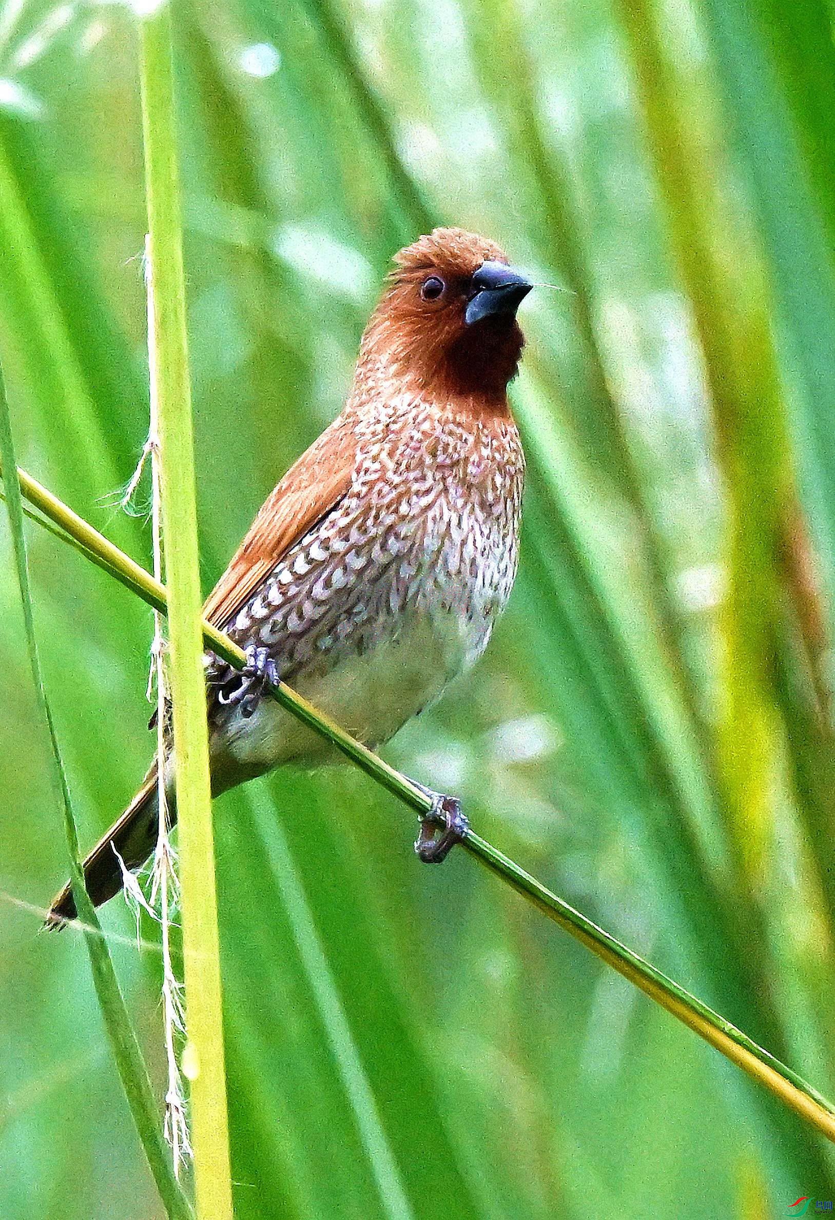 DSC_9779.JPG