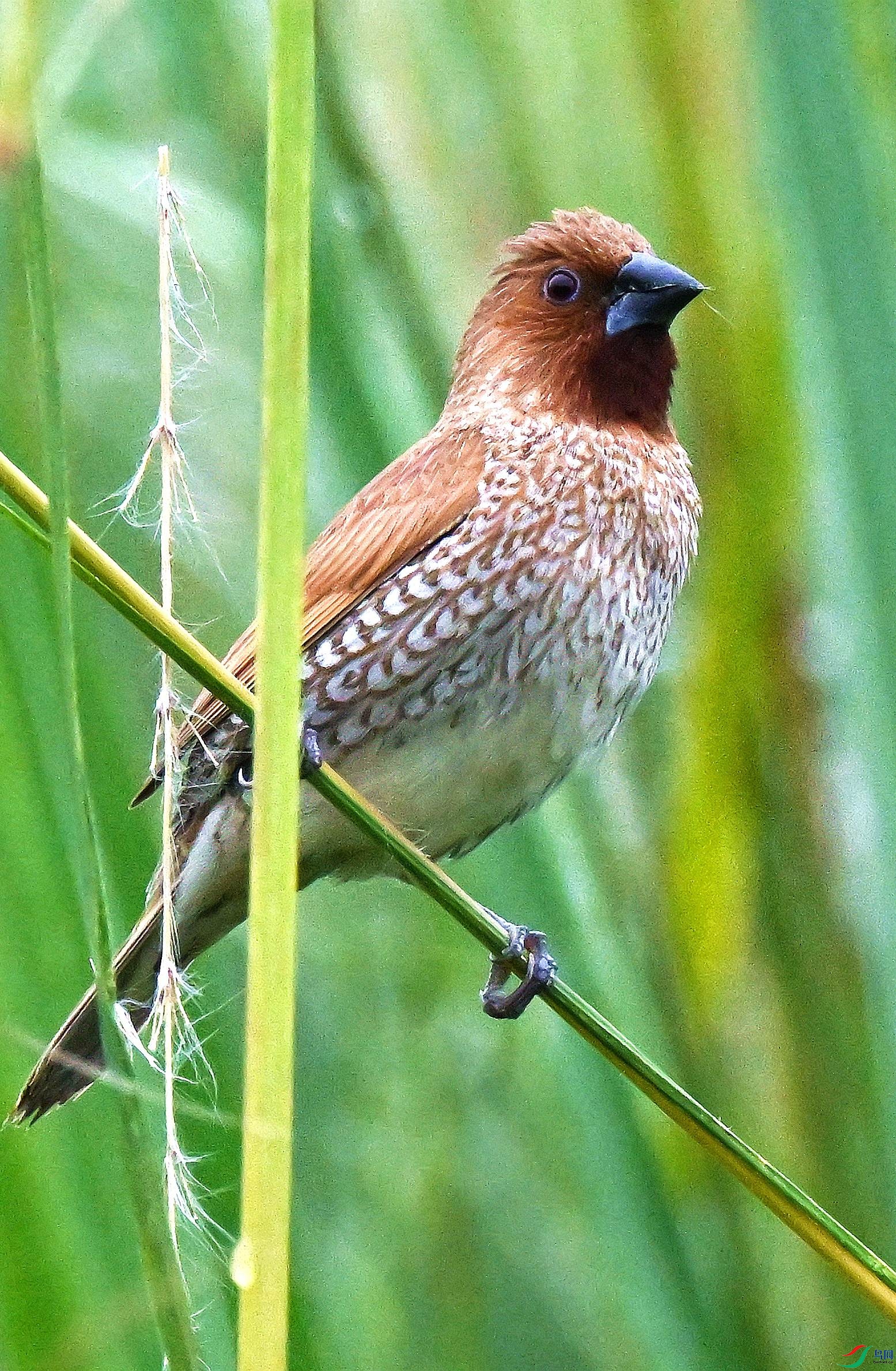 DSC_9804.JPG