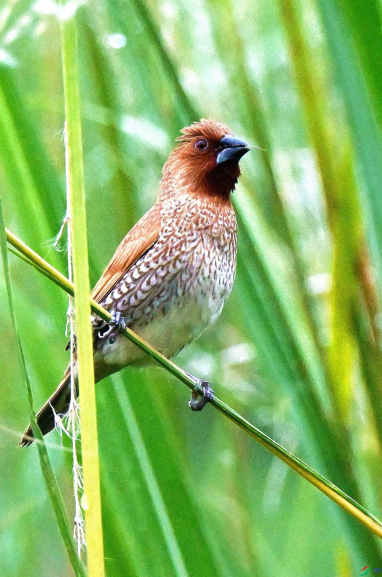 DSC_9781.JPG