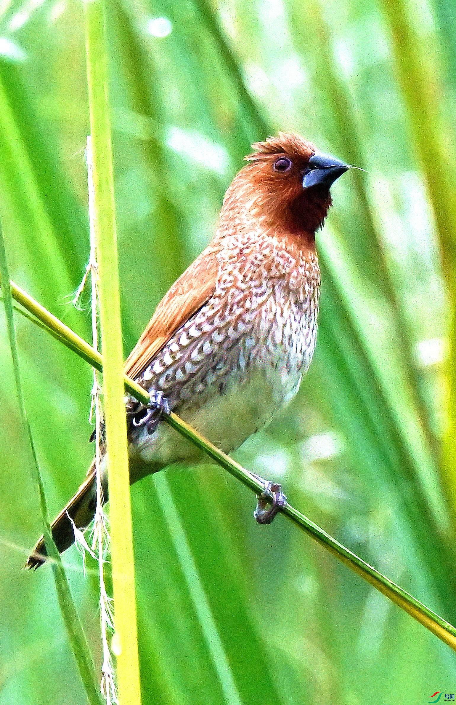 DSC_9782.JPG
