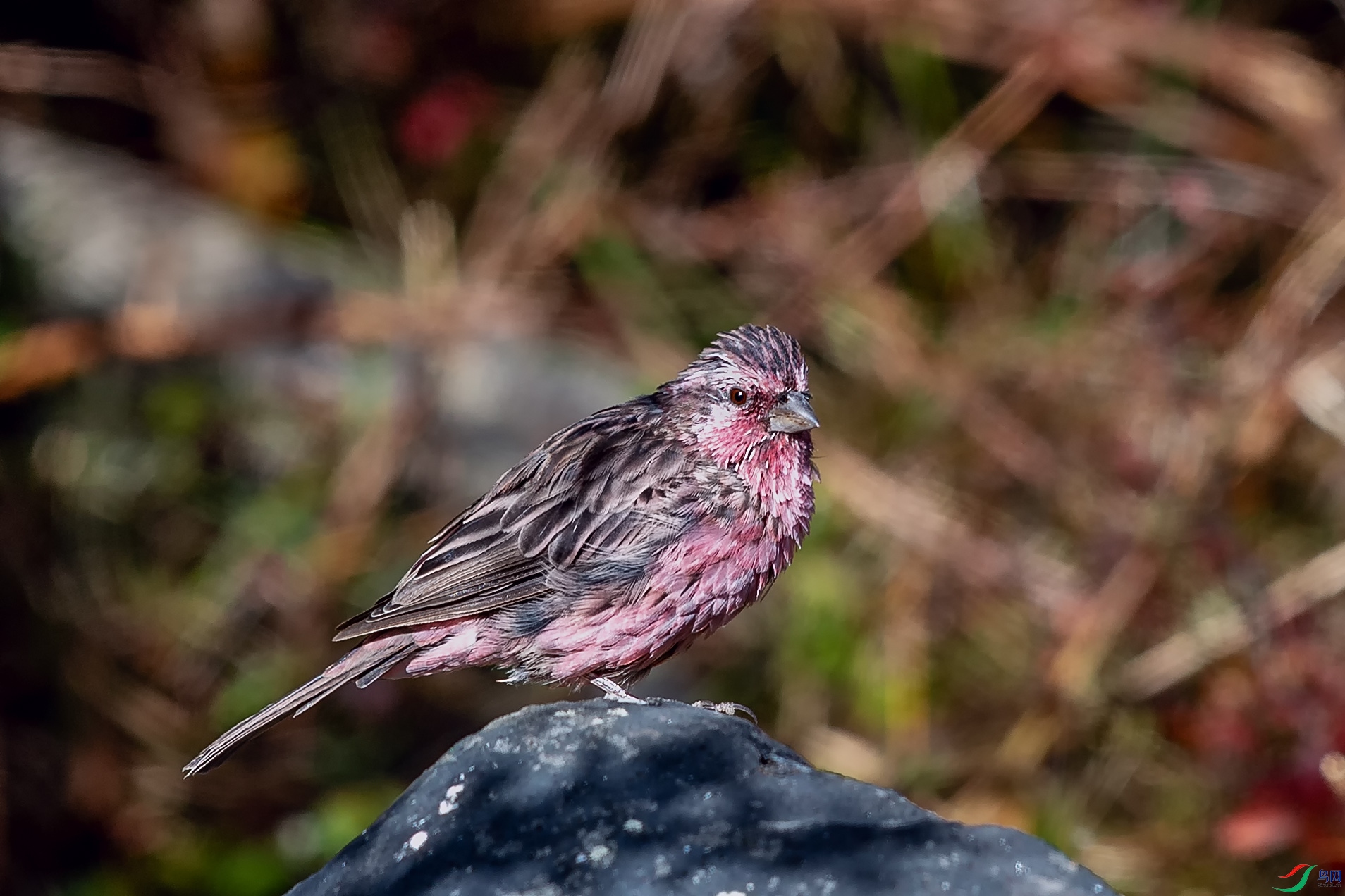 _DSC7813.jpg