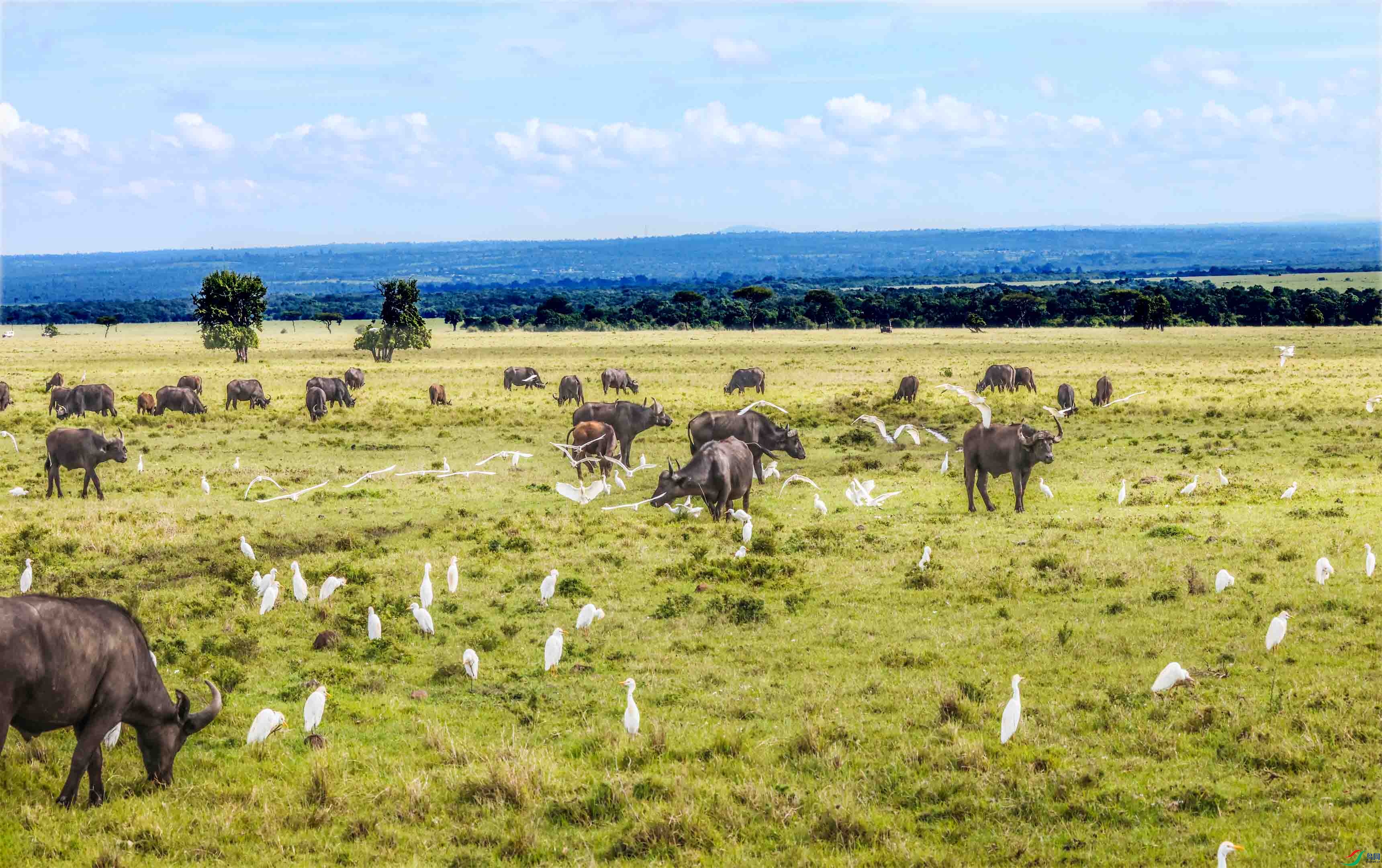 ������ˮţ.jpg