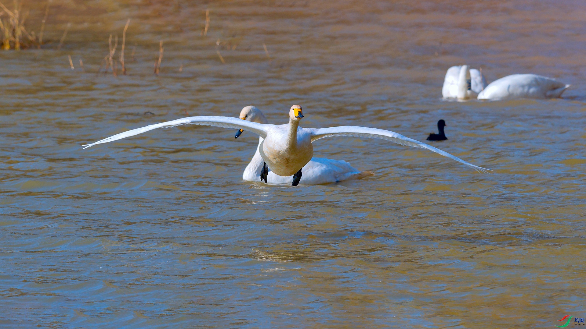 DSC_4786_DxOa.jpg