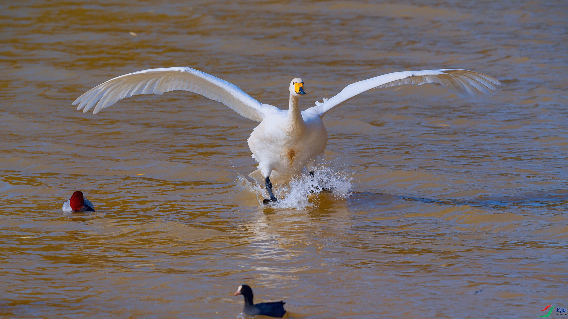 DSC_4778_DxOa.jpg