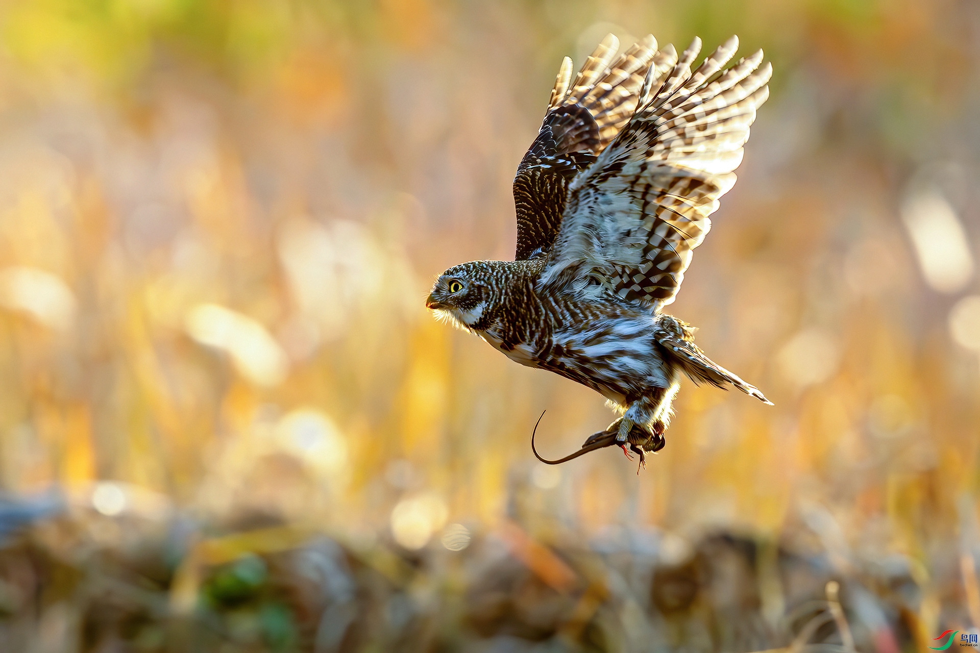 0D1A8621-8.jpg