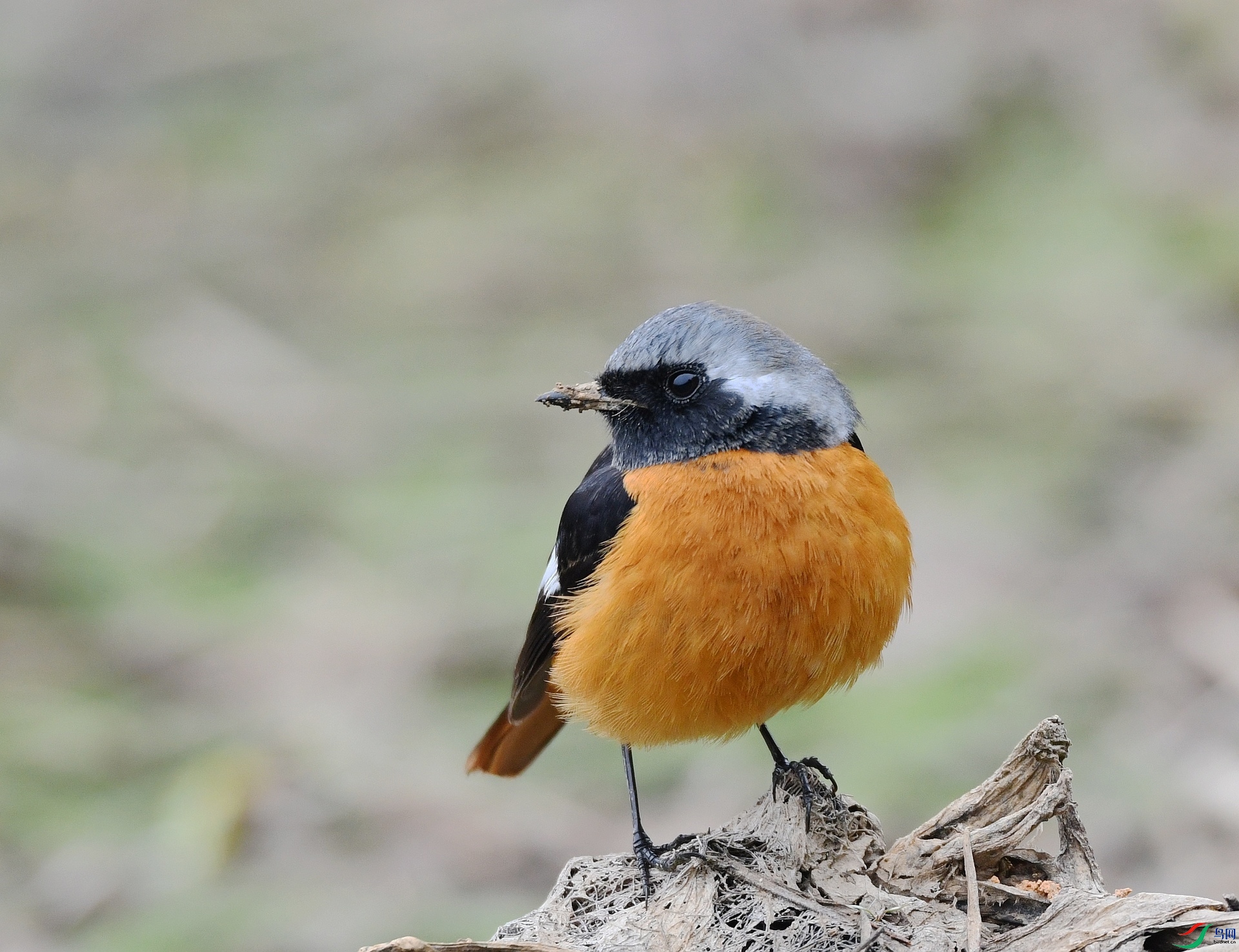 DSC_7963.jpg
