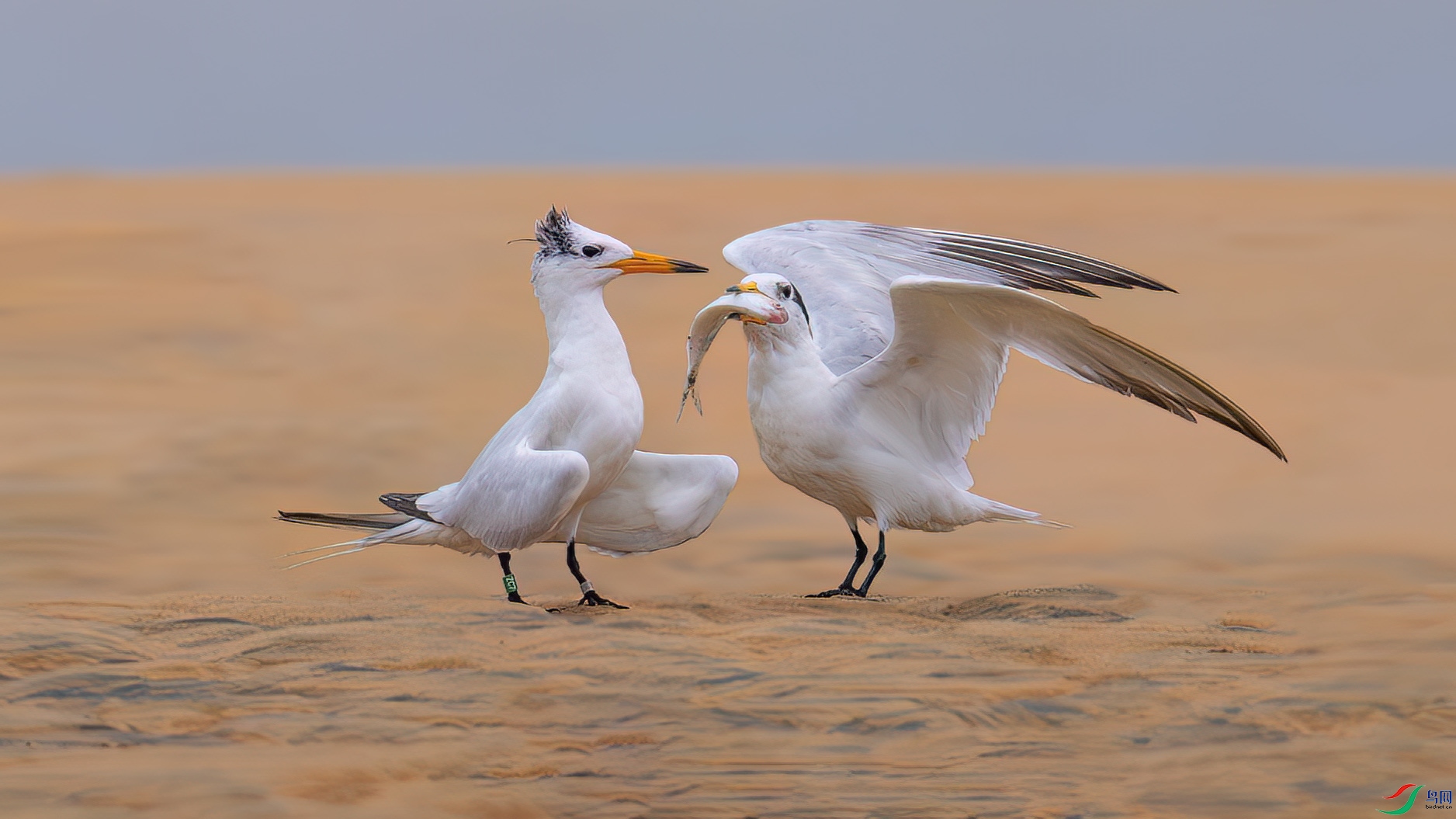 DSC_9567.jpg