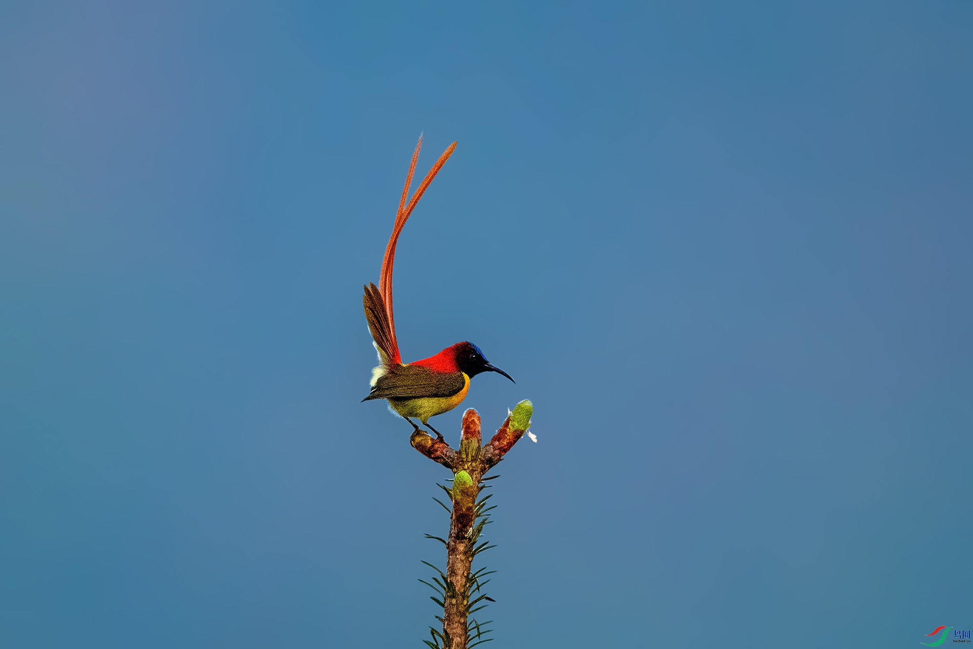_AUU4584 ��β̫����(25.6.13).jpg