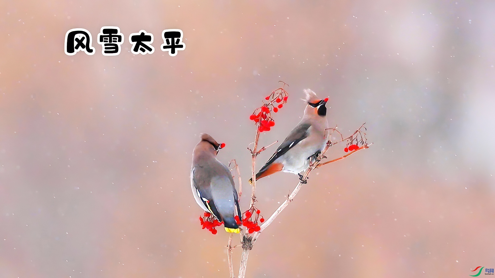 ��ѩ̫ƽ-���� ����.jpg