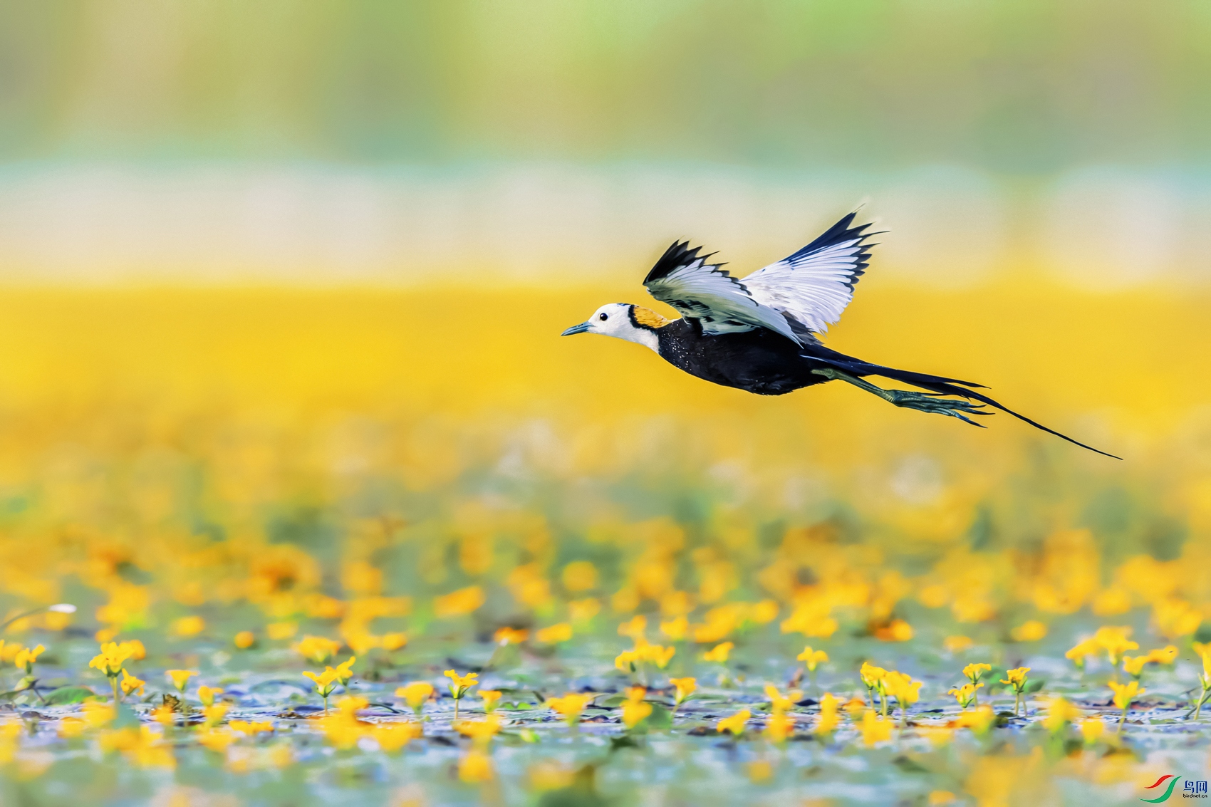 ˮ���----���軨��