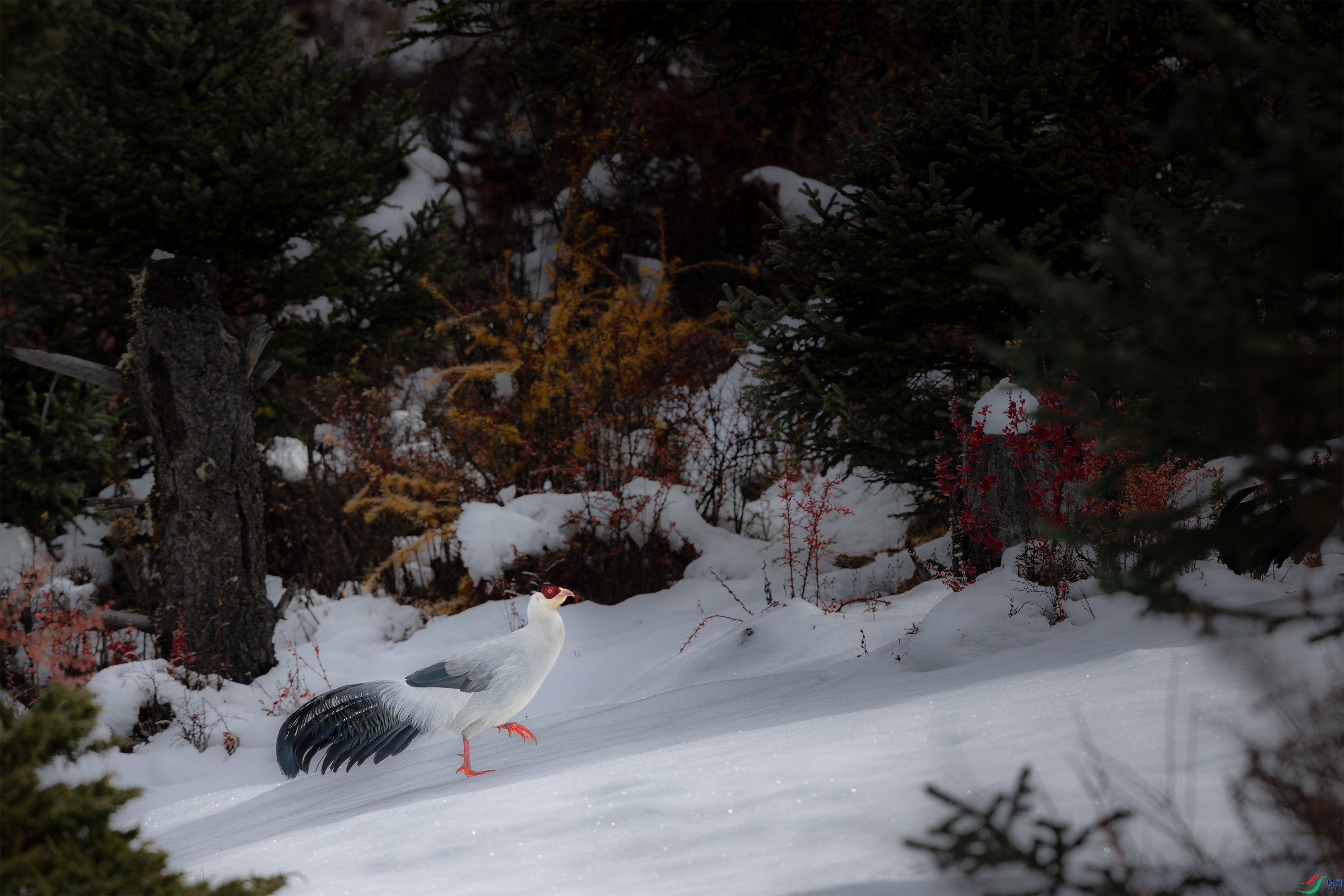 063A9825 ����.jpg