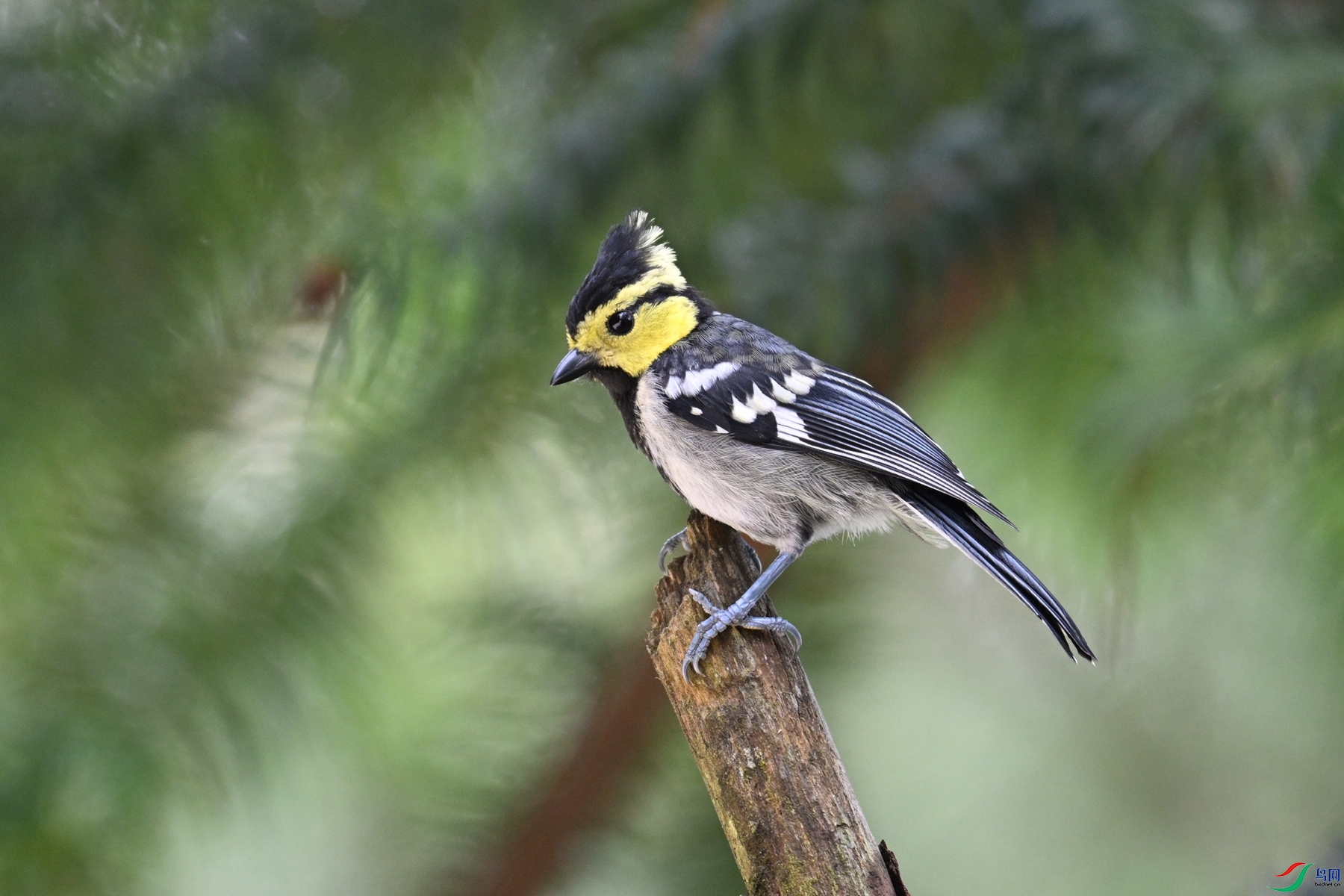 DSC_0087.JPG