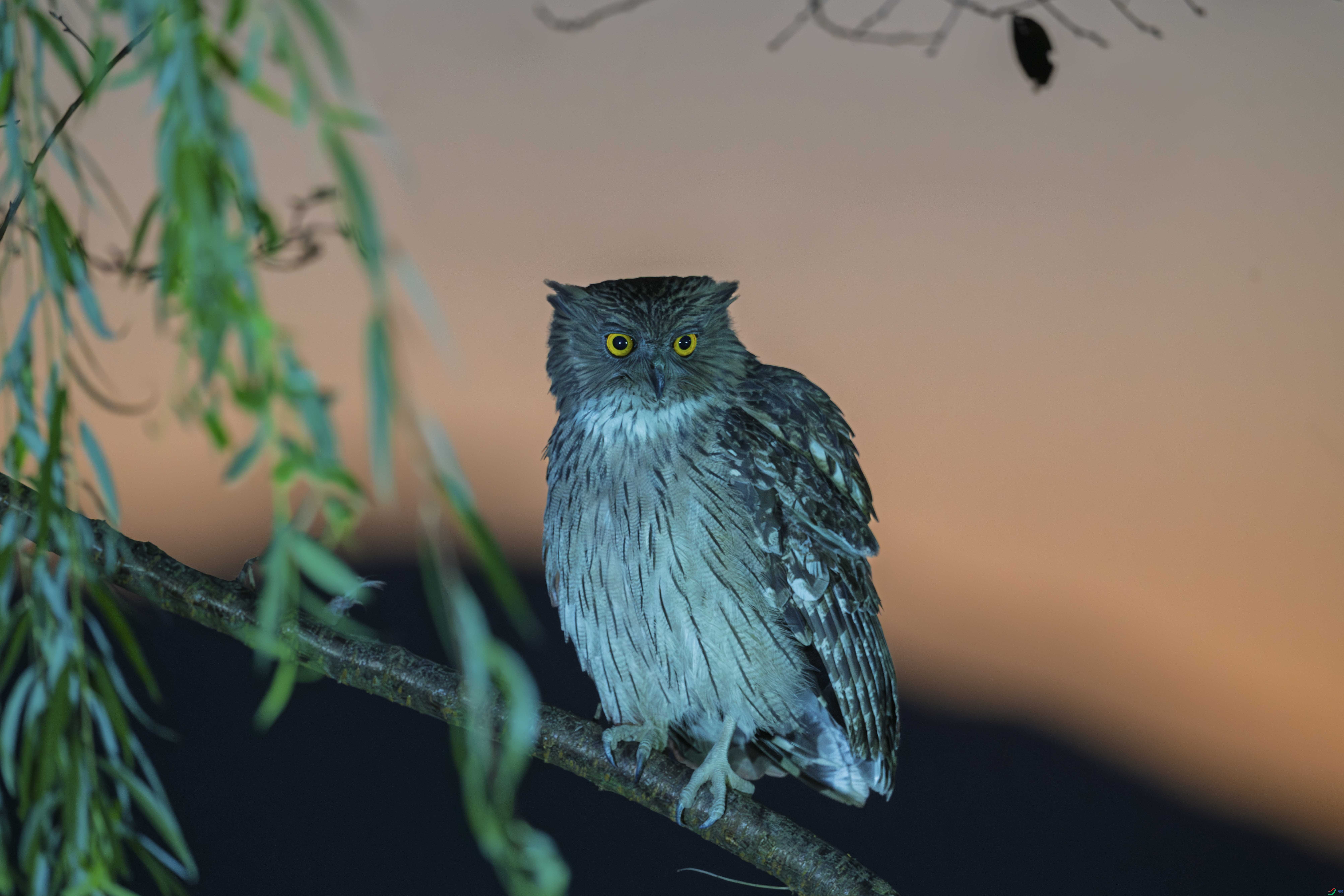 DSC_2758_1.jpg