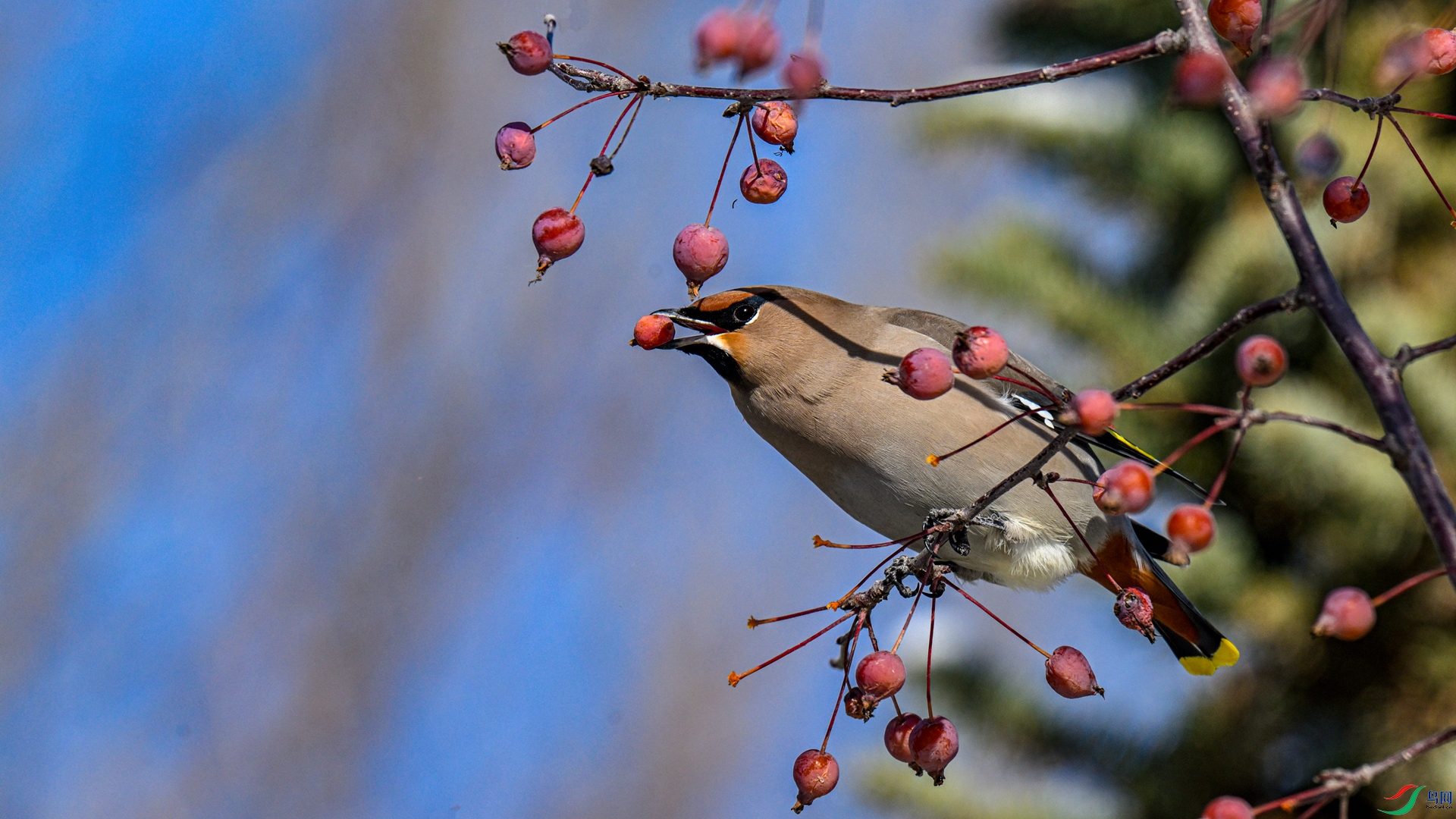 _DSC1778 ����_����.jpg