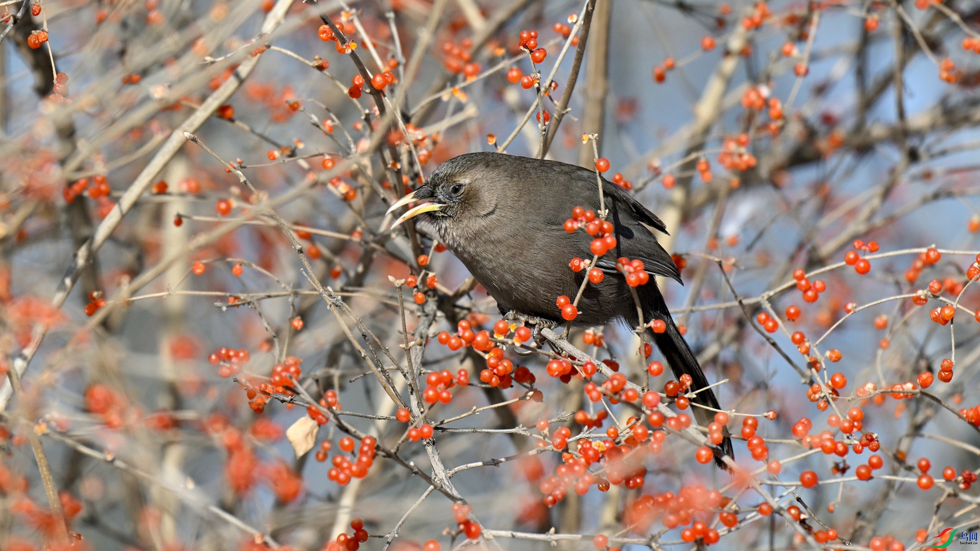 _DSC1831 ����_����.jpg