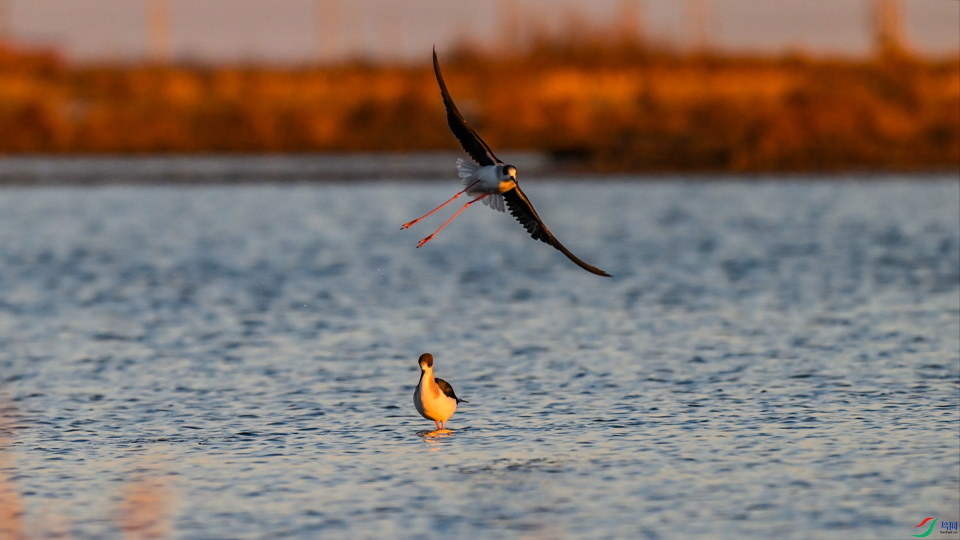 DSC_0111 ����_����.jpg