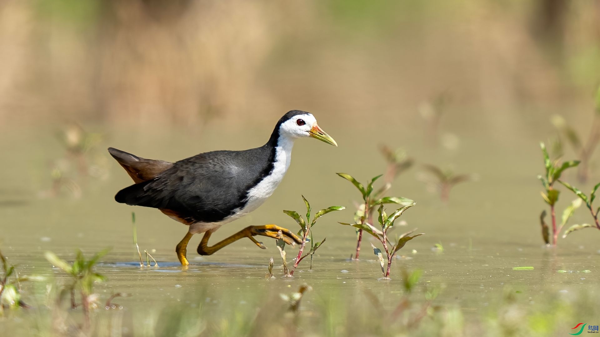 DSC00988 ����.jpg