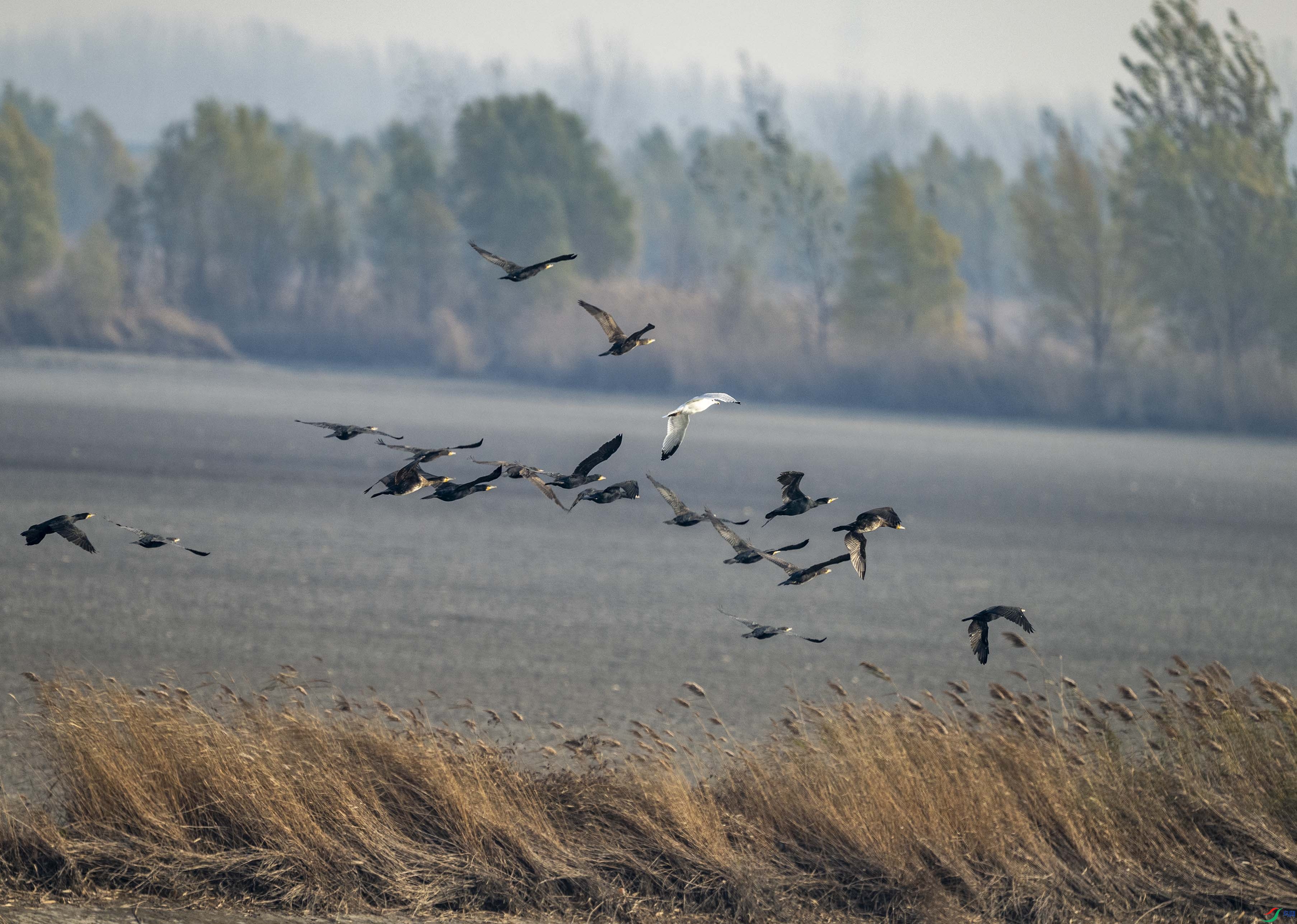 DSC_0879.jpg