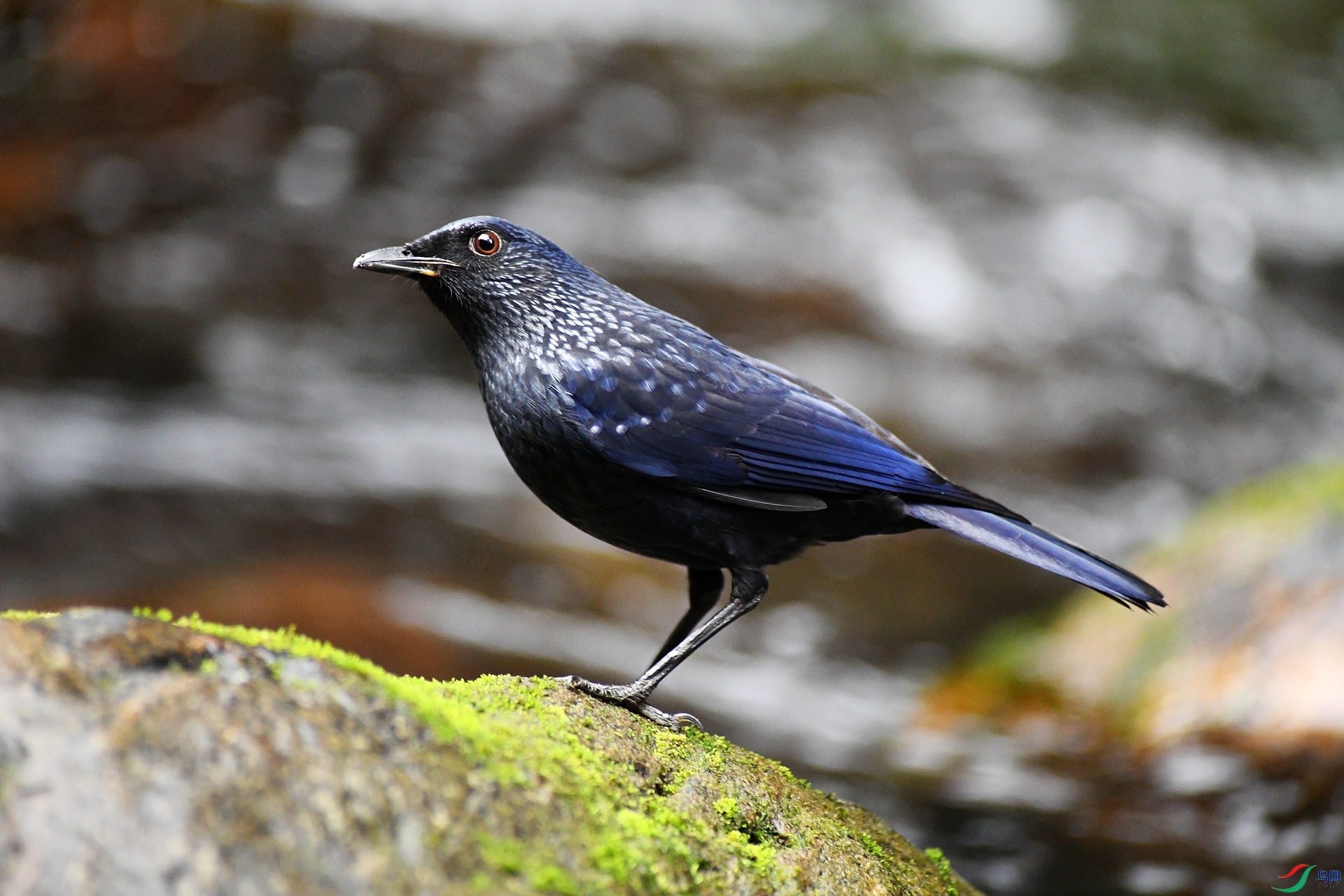 DSC_4539.jpg