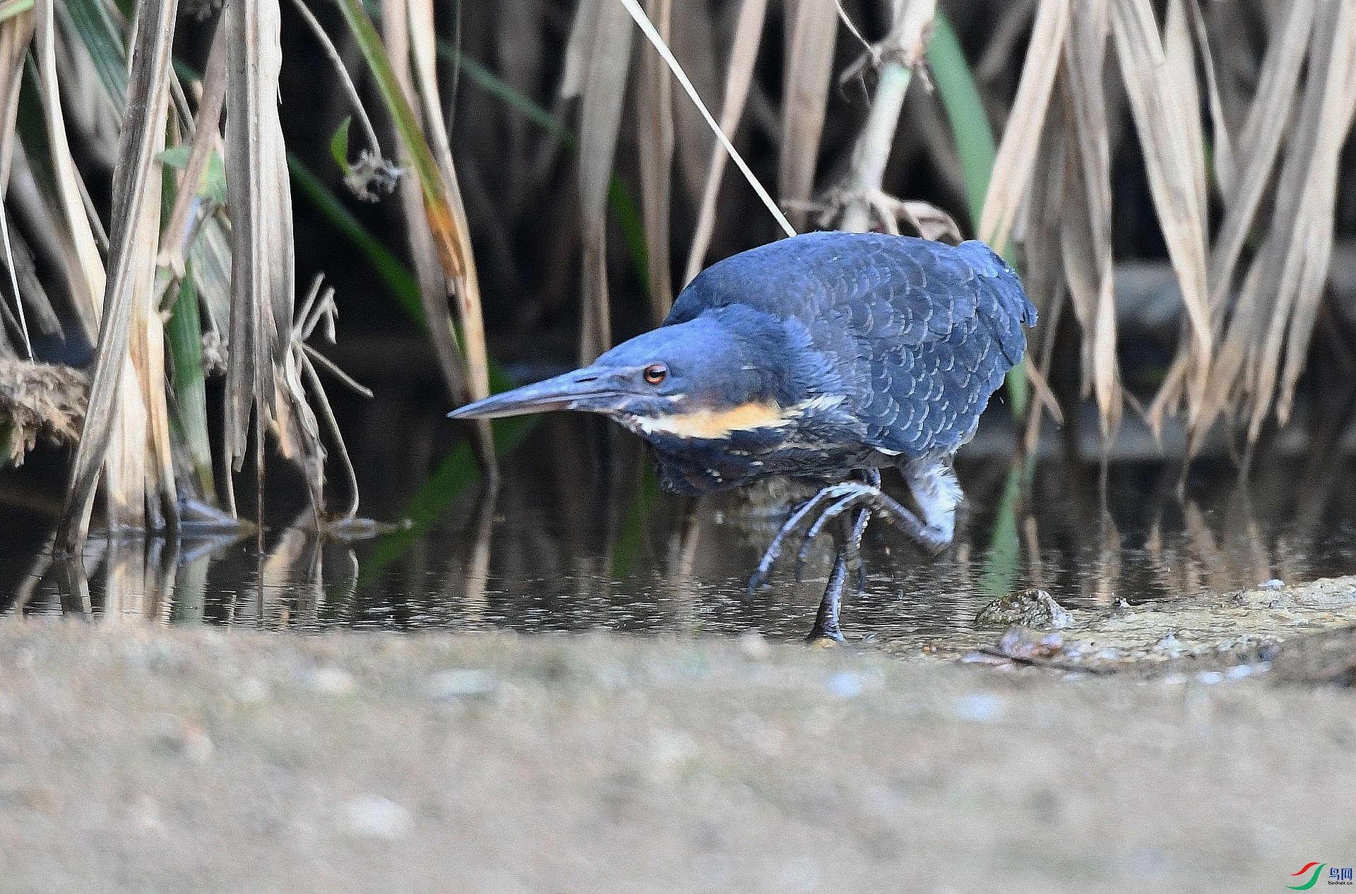 DSC_9131.jpg