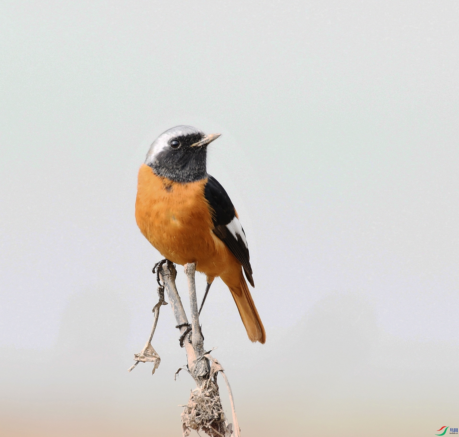 DSC_7502.jpg