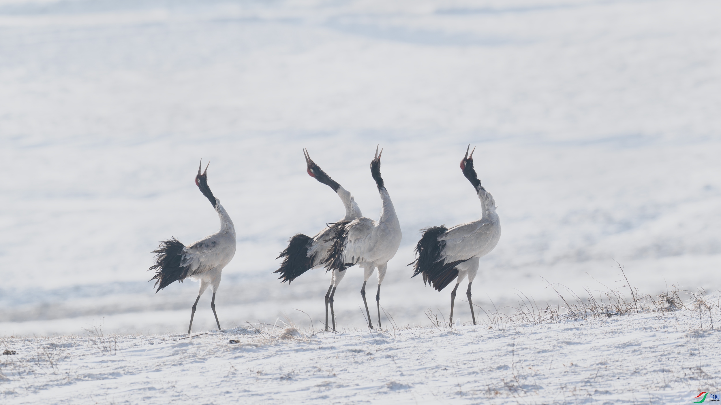 DSC_4710-����ǿ-NR-3.jpg