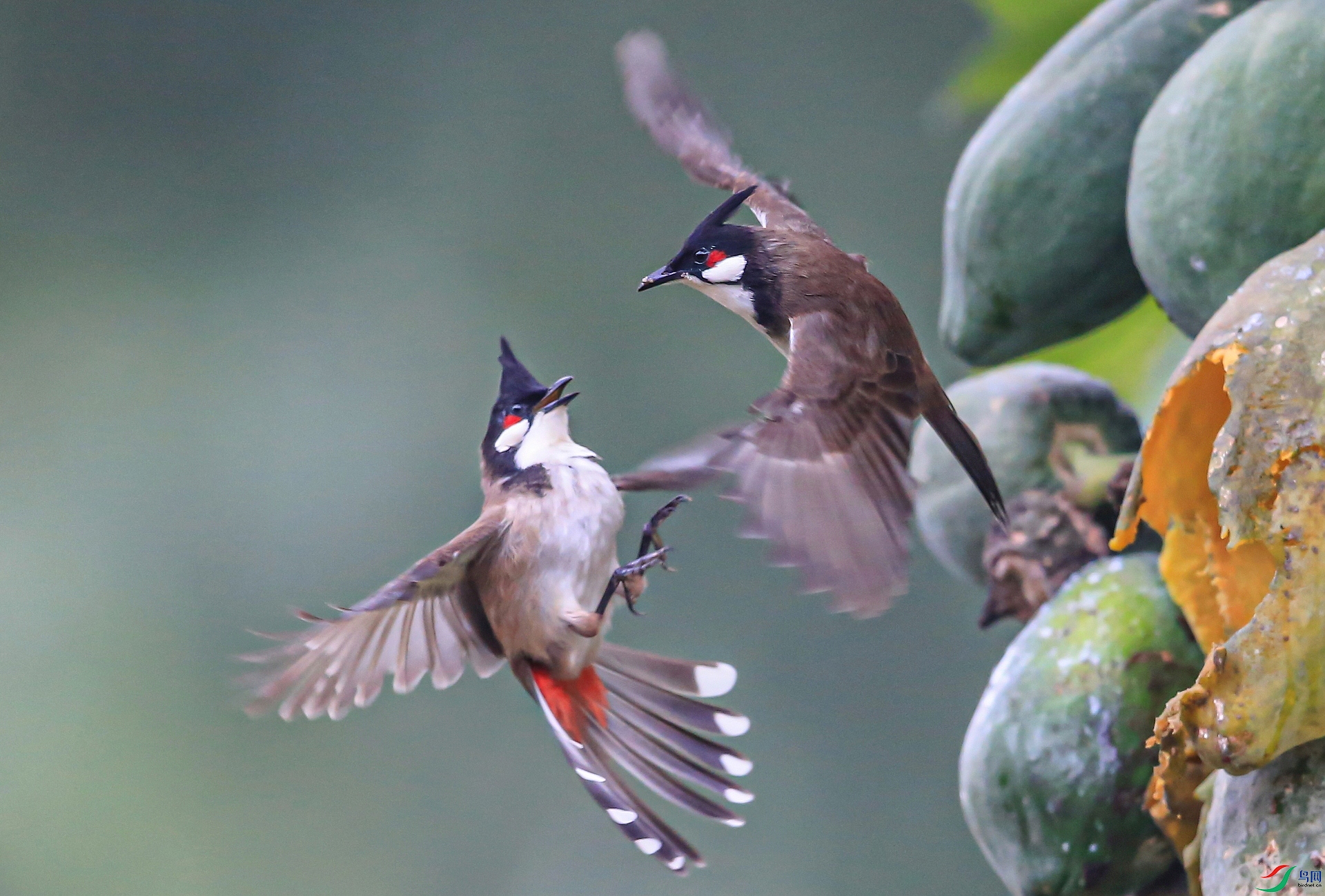 ����IMGL6488����ľ���ǵĻ� ��������.jpg