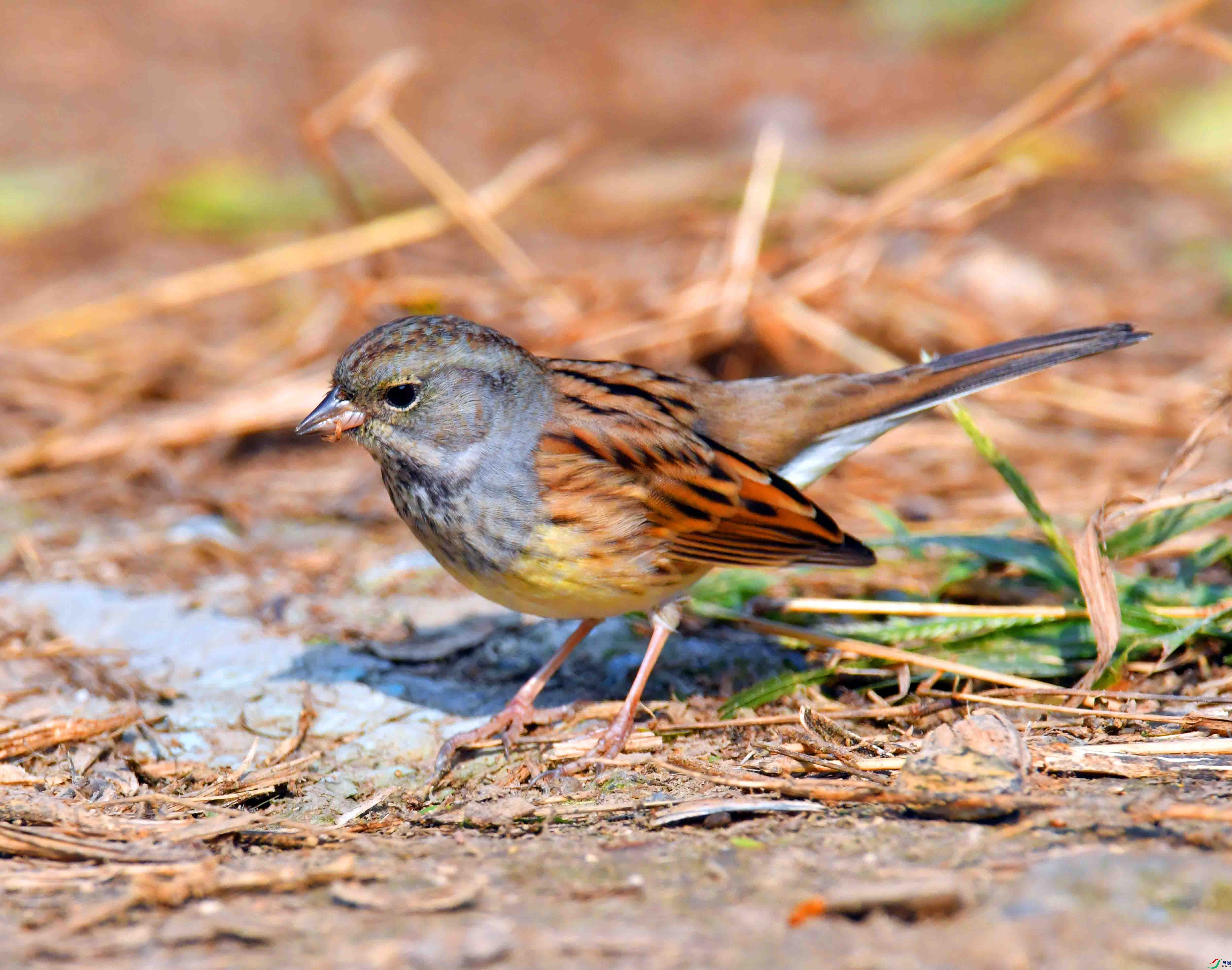 DSC_7221.JPG