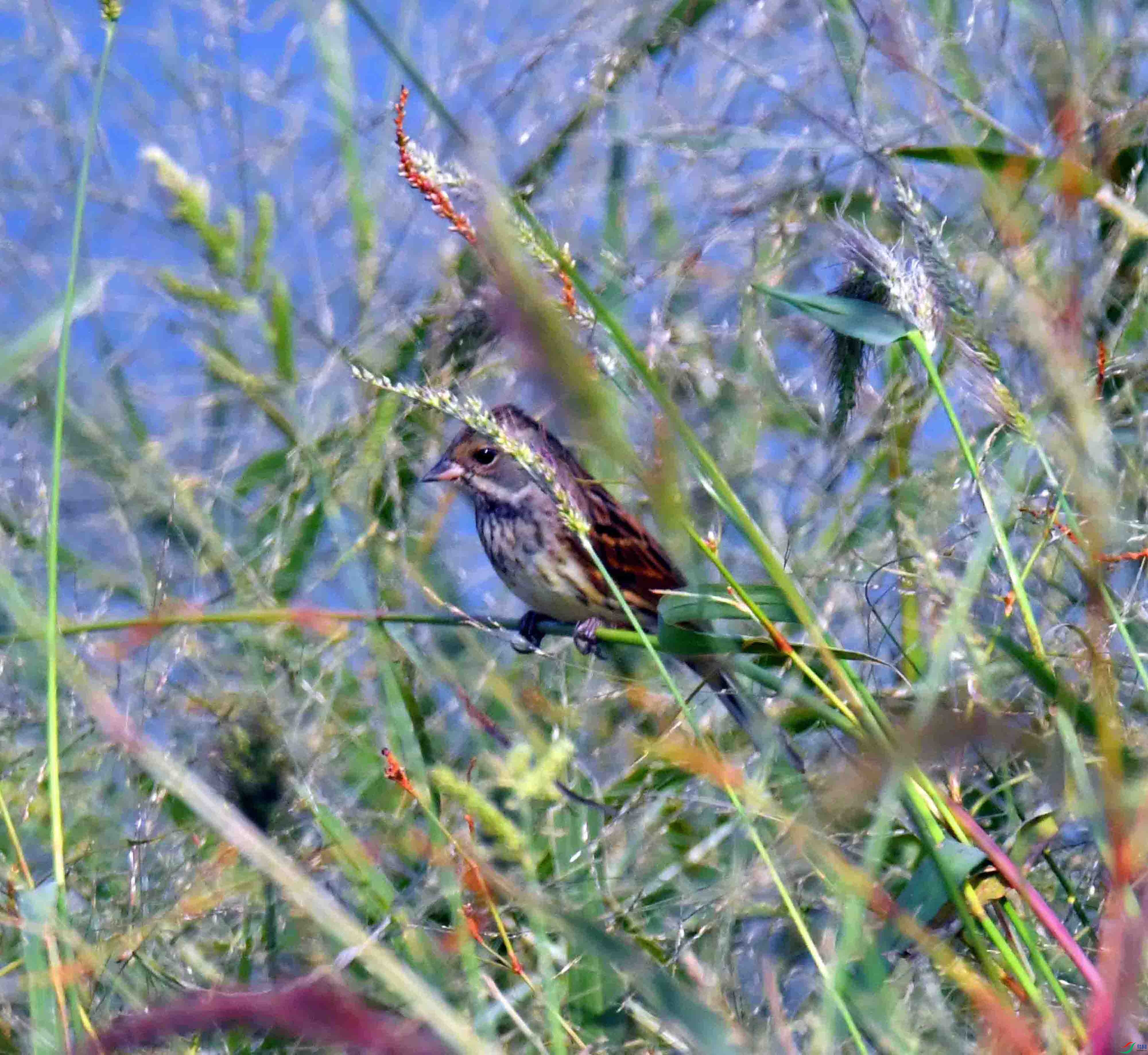 DSC_7743.JPG