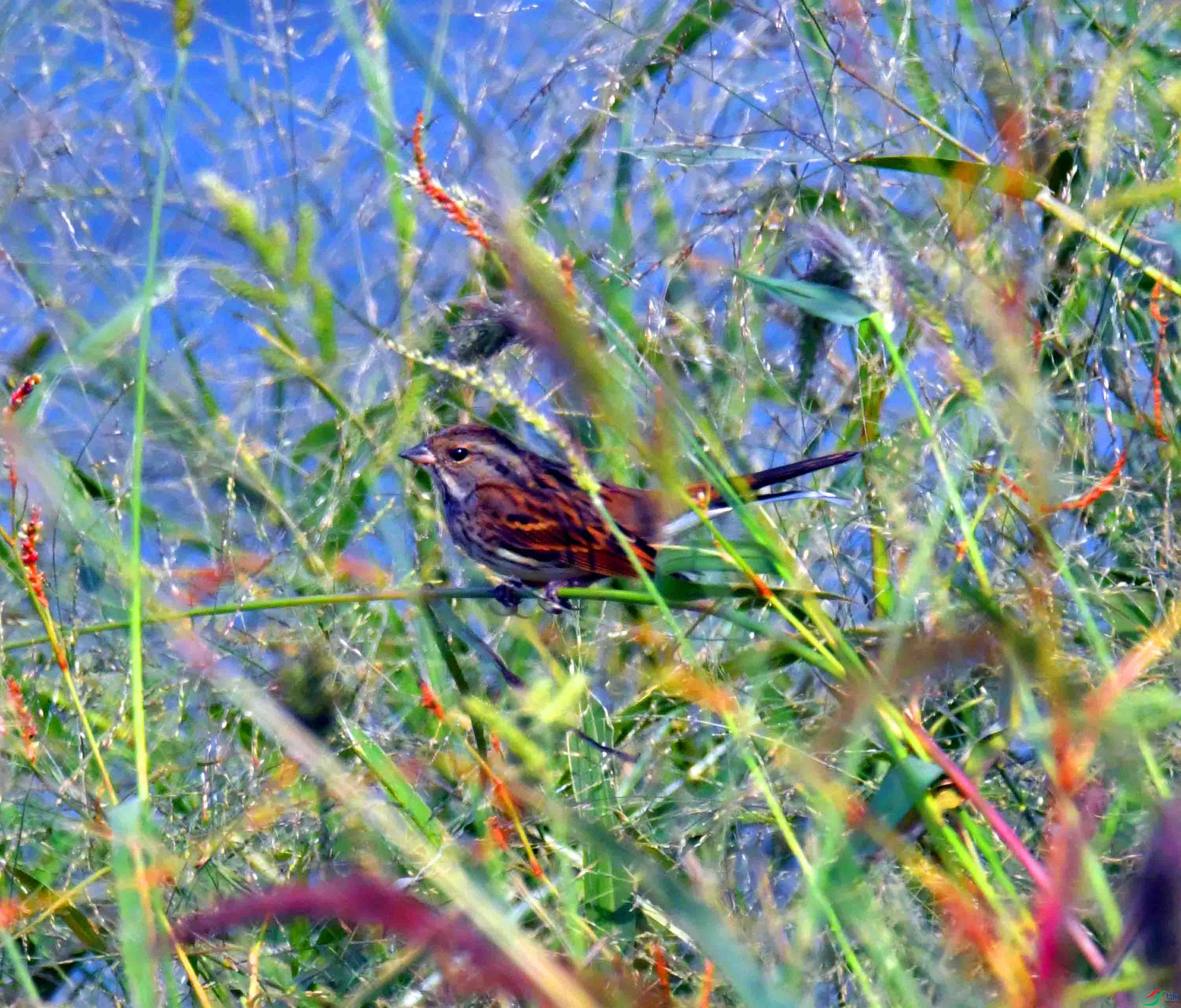 DSC_7747.JPG
