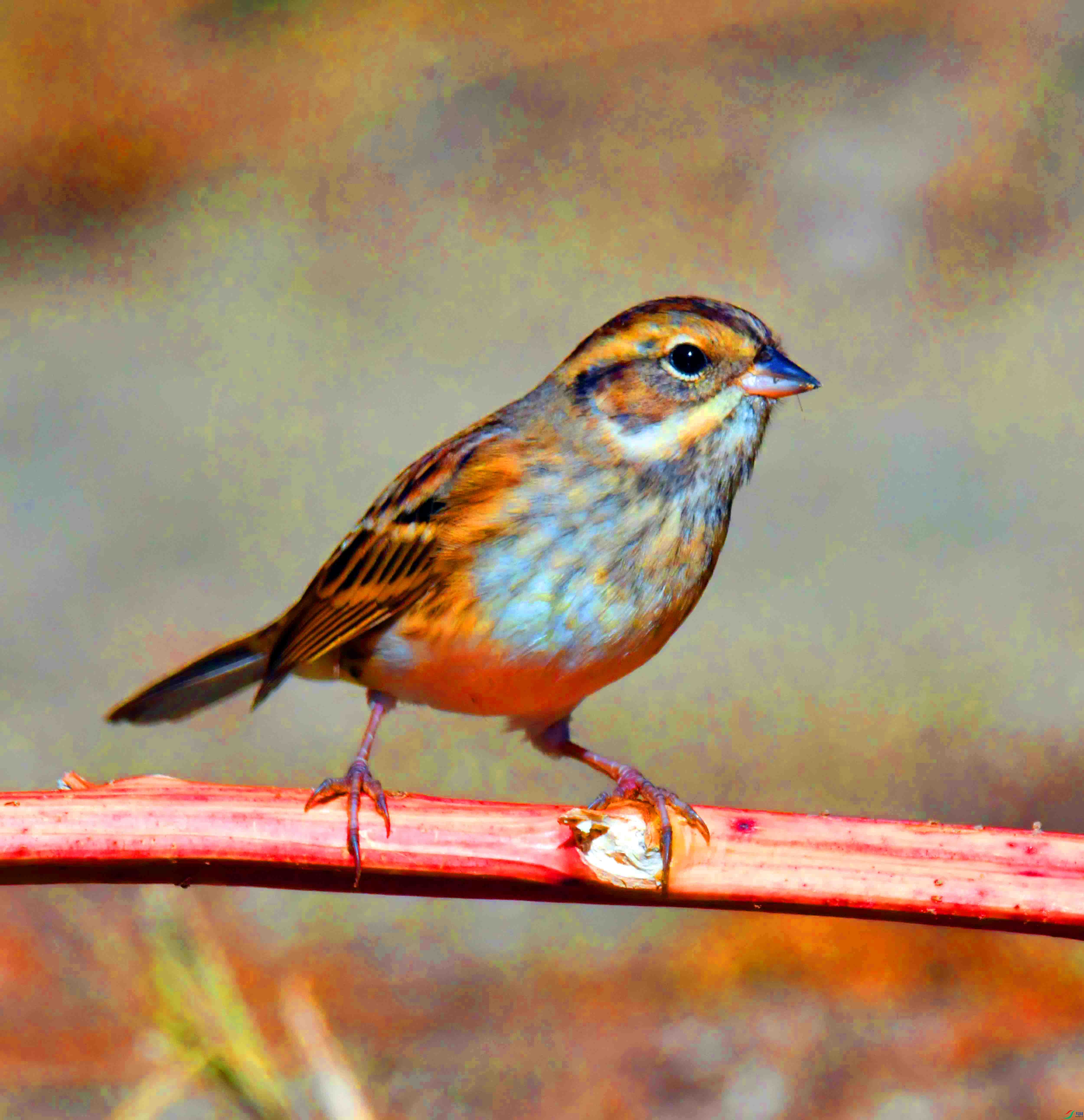 DSC_9152.JPG