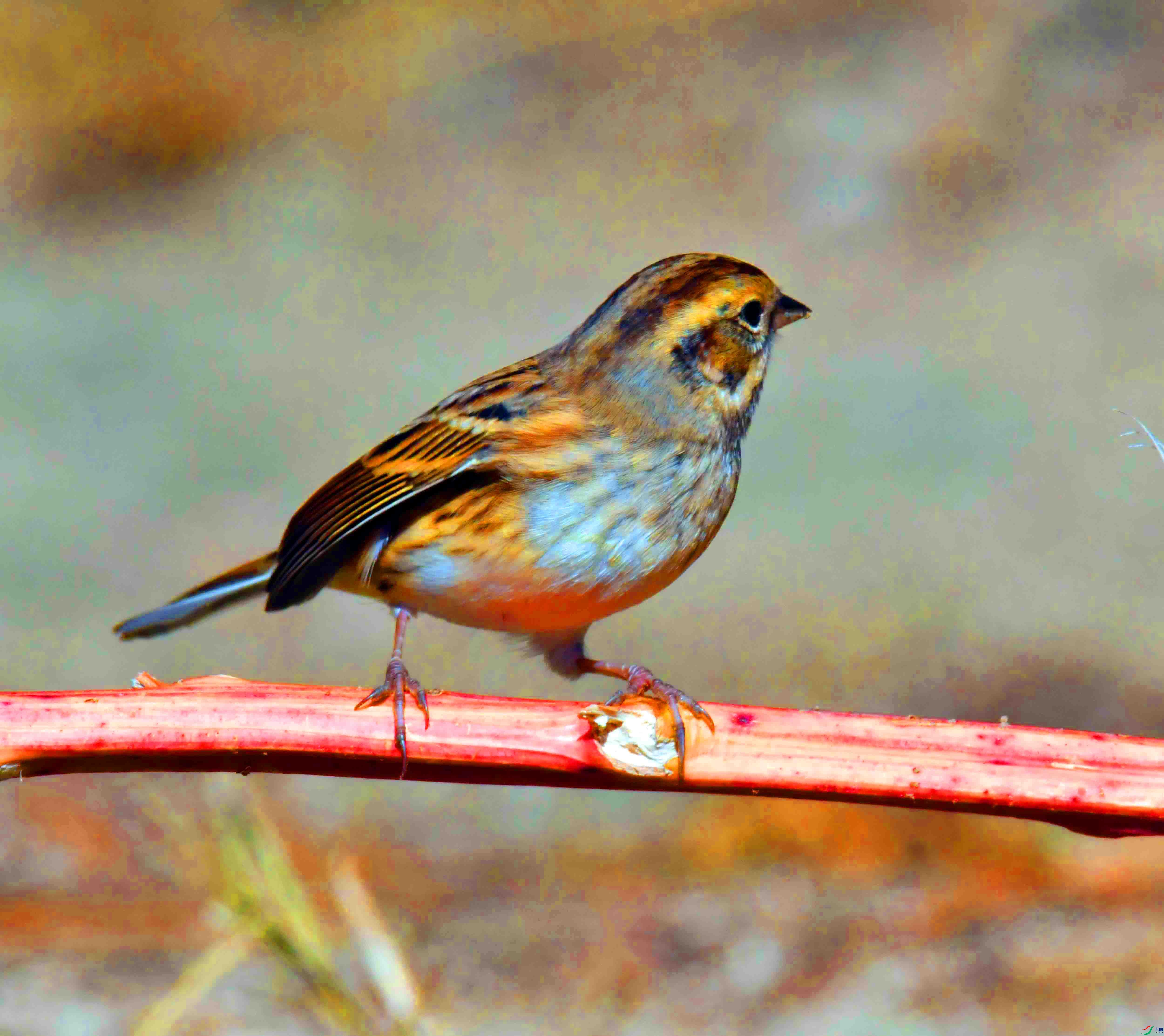 DSC_9155.JPG